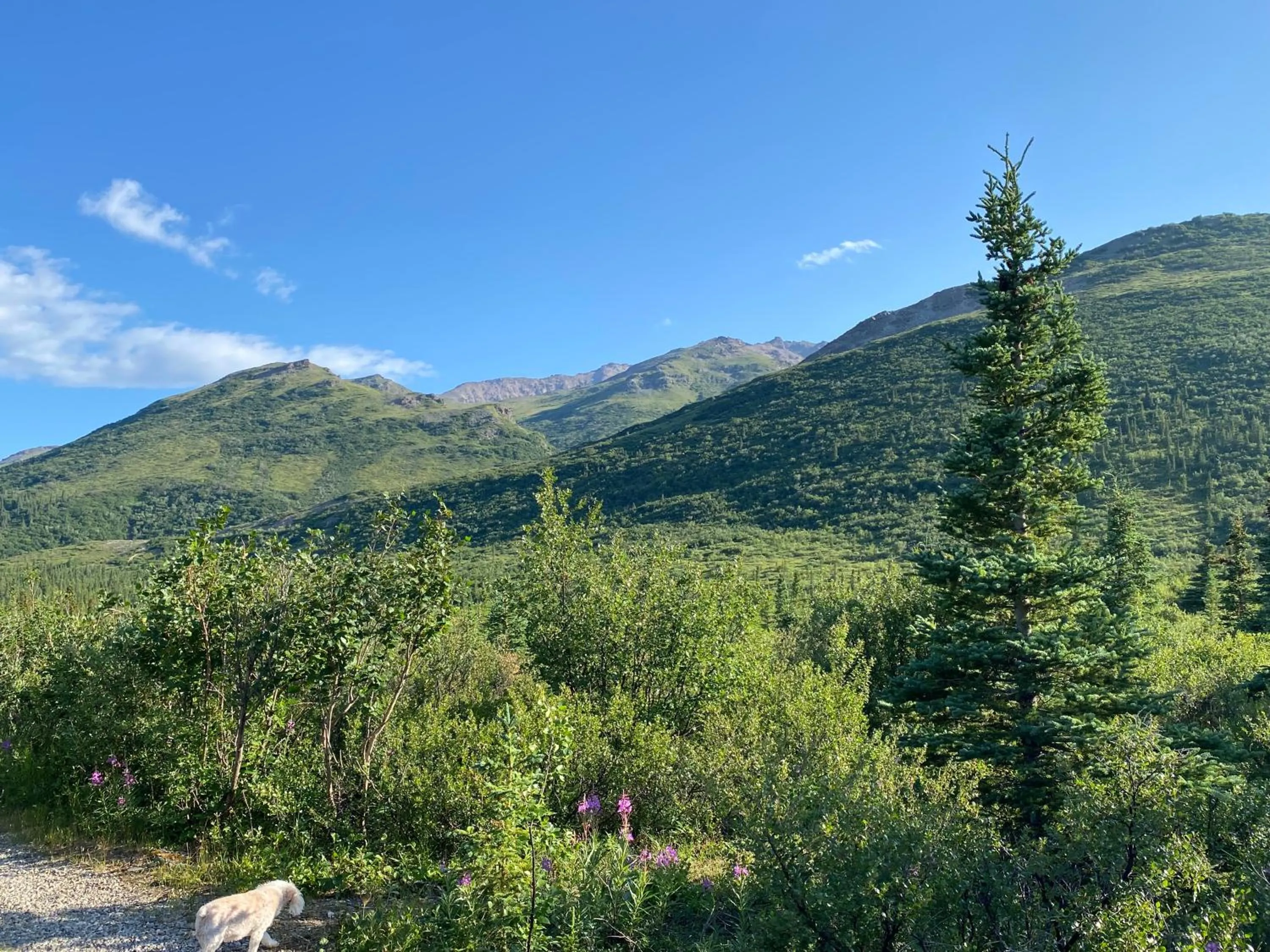 Natural landscape in Denali RV Park & Motel