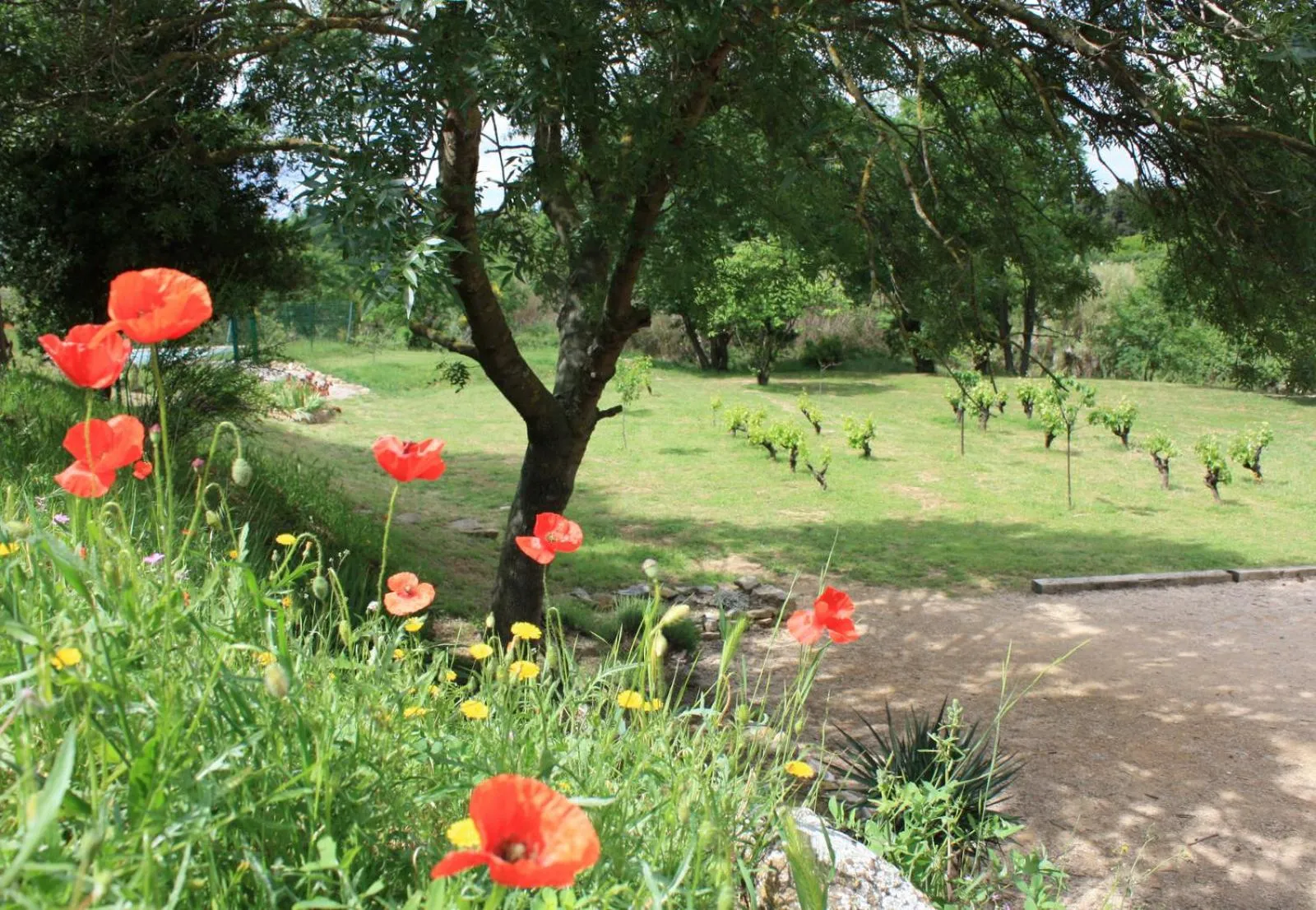 Garden in Domaine de "Creva-Tinas"
