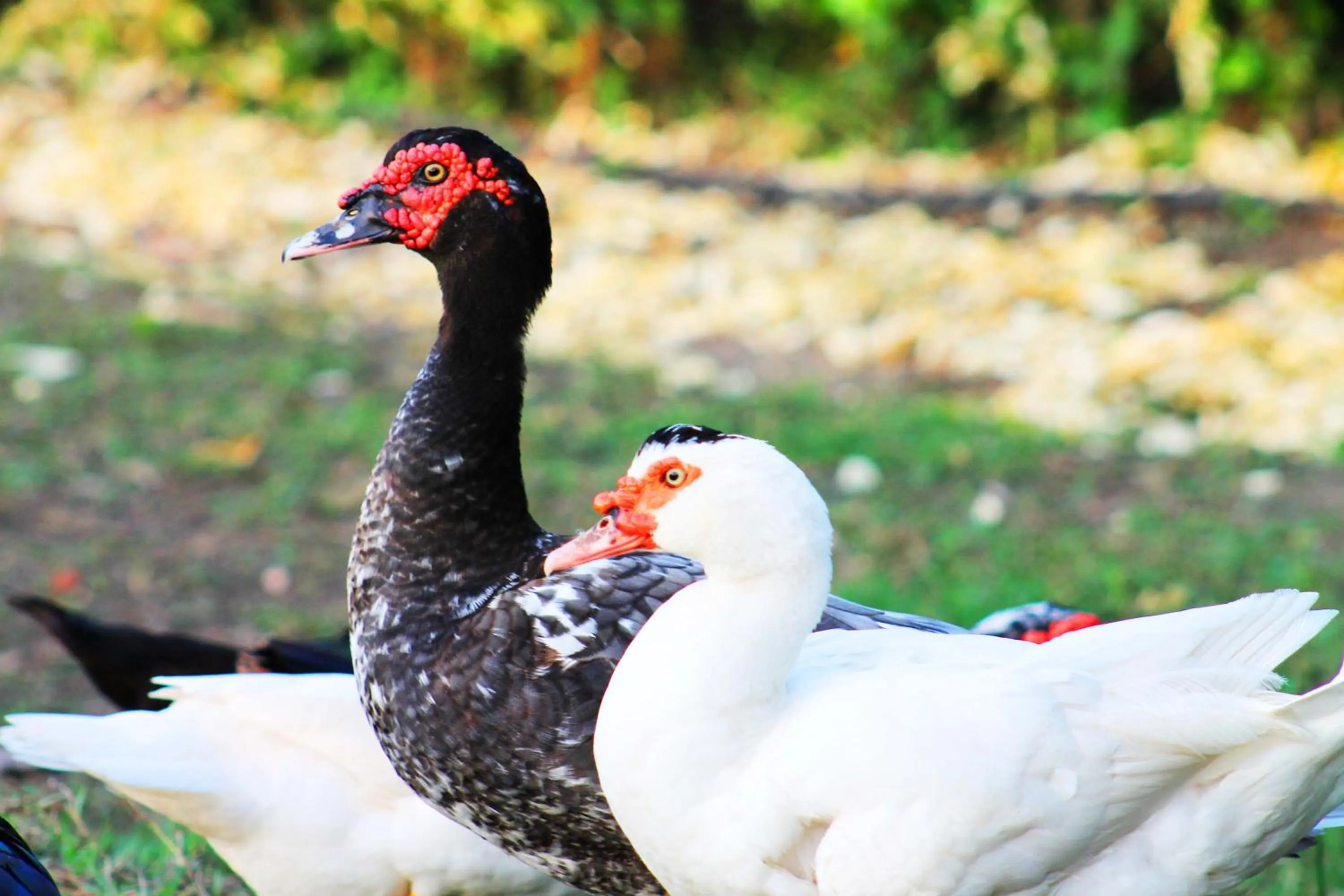 Animals in Cabañas Los Venaos