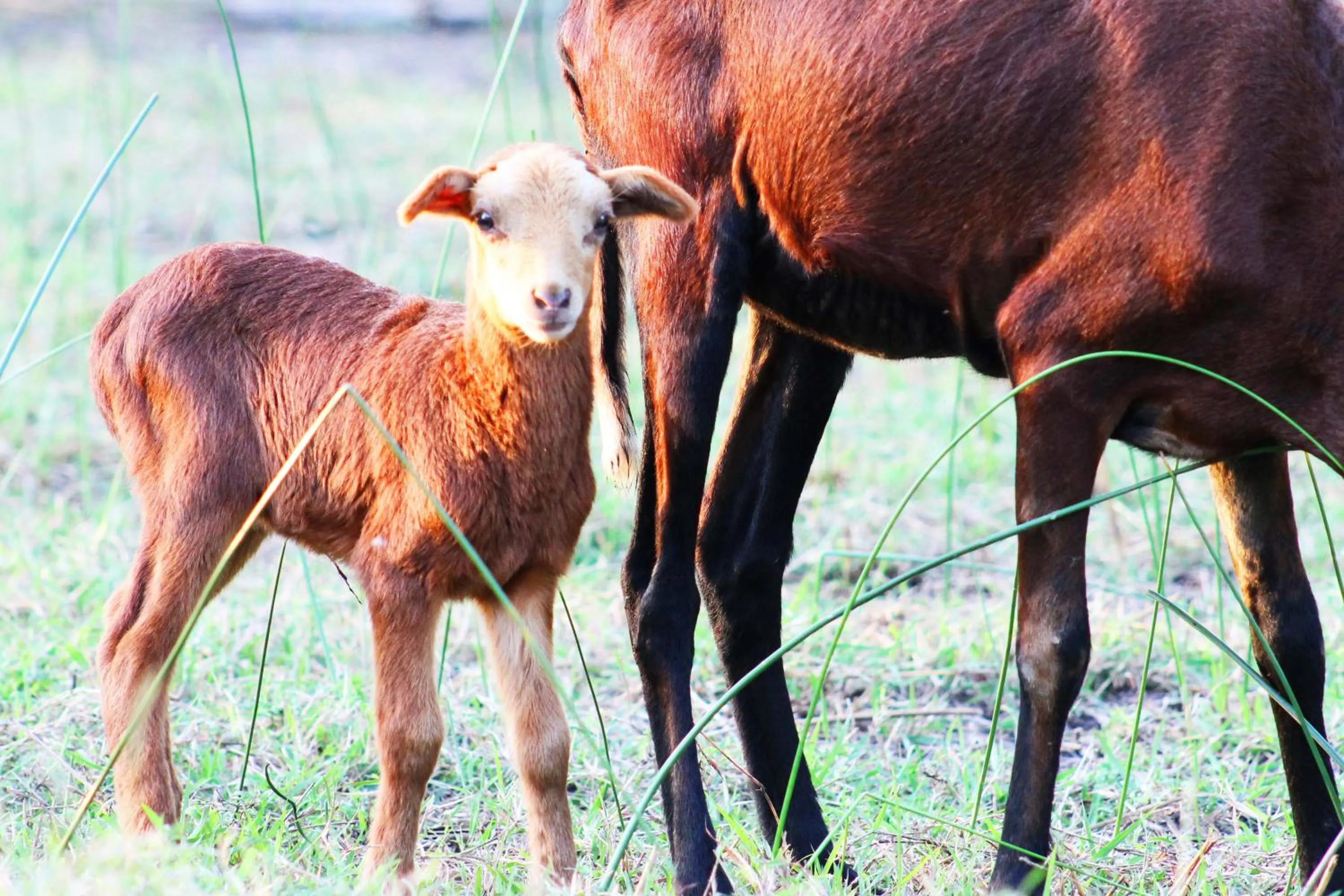 Animals in Cabañas Los Venaos