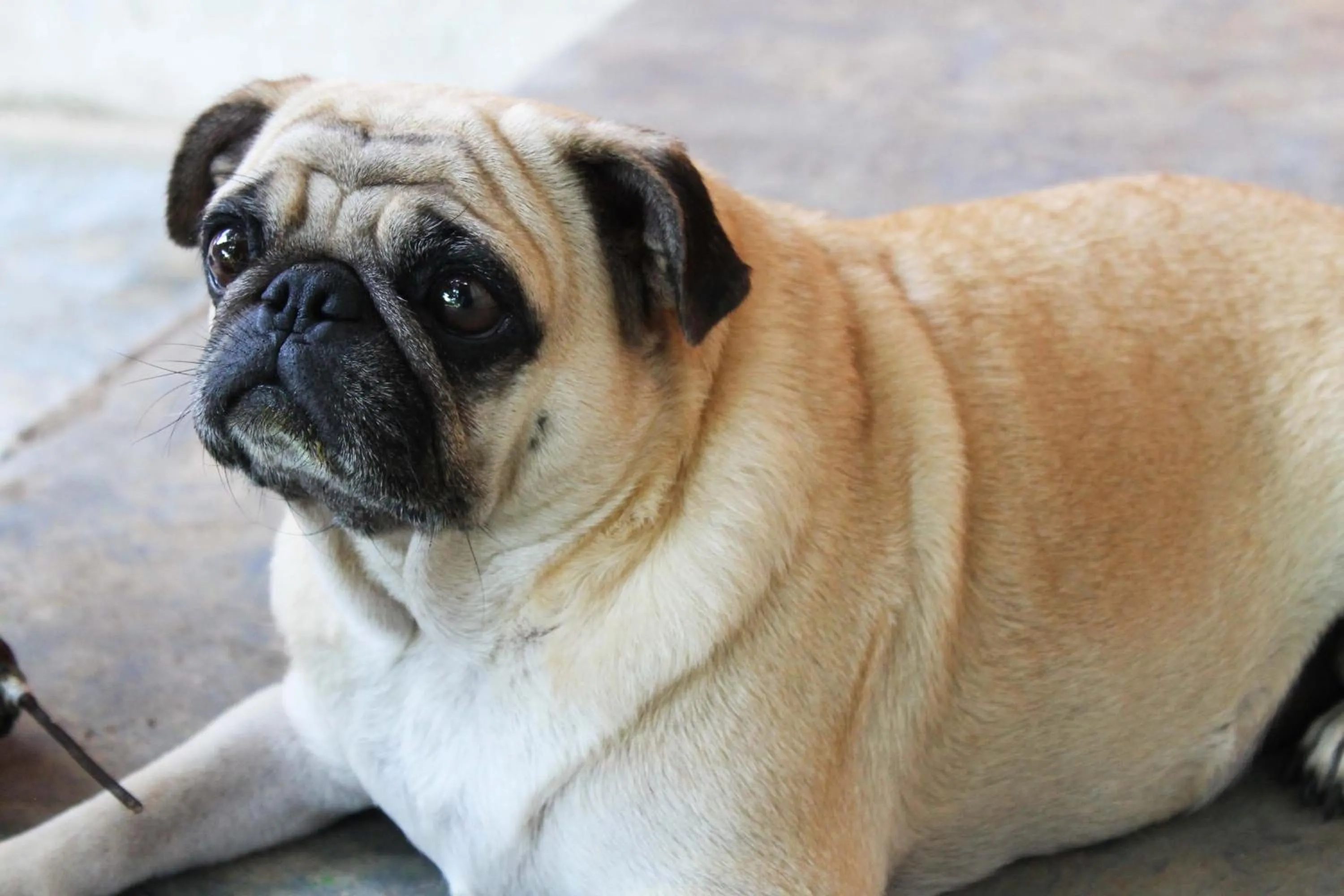 pet friendly in Cabañas Los Venaos