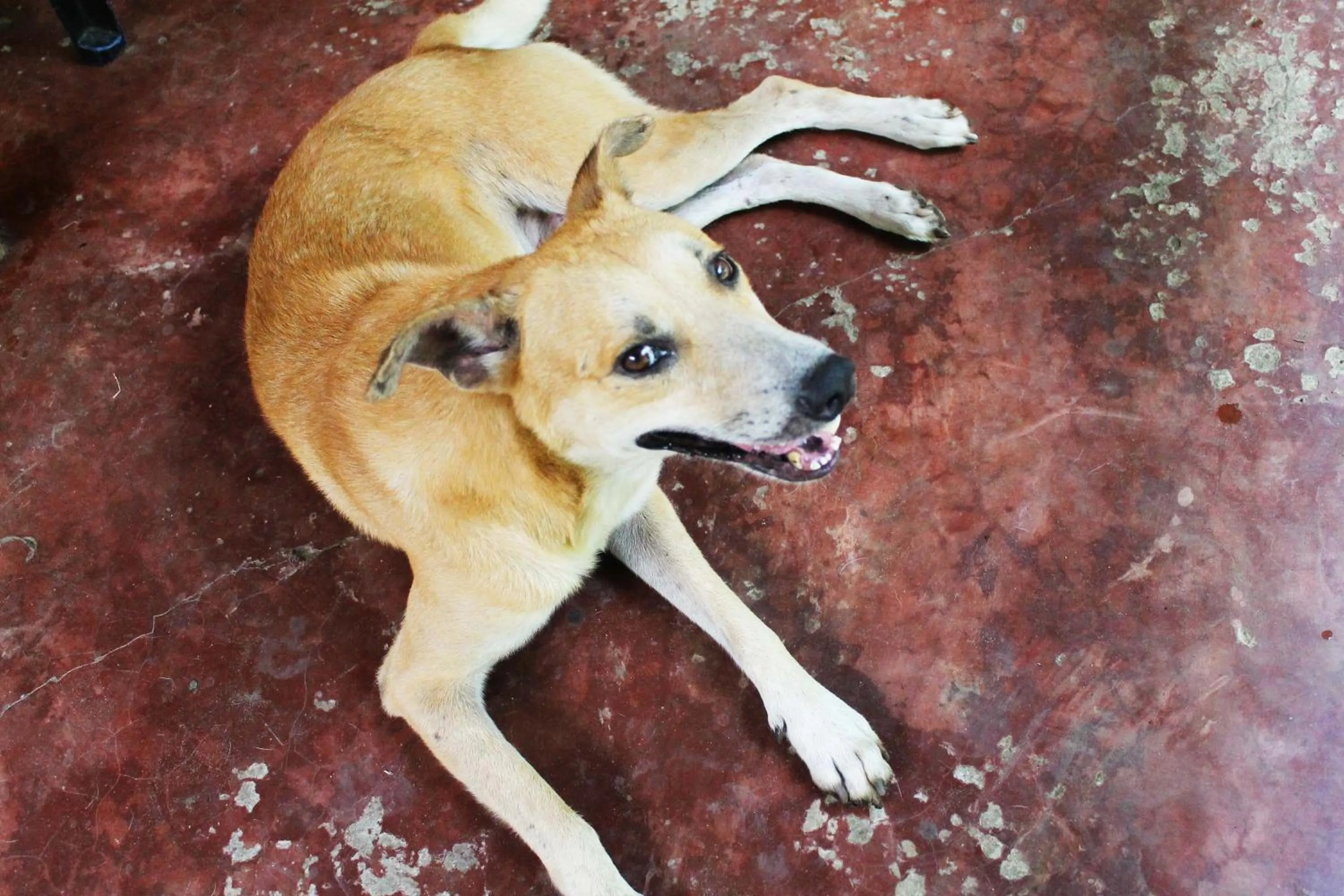 pet friendly in Cabañas Los Venaos