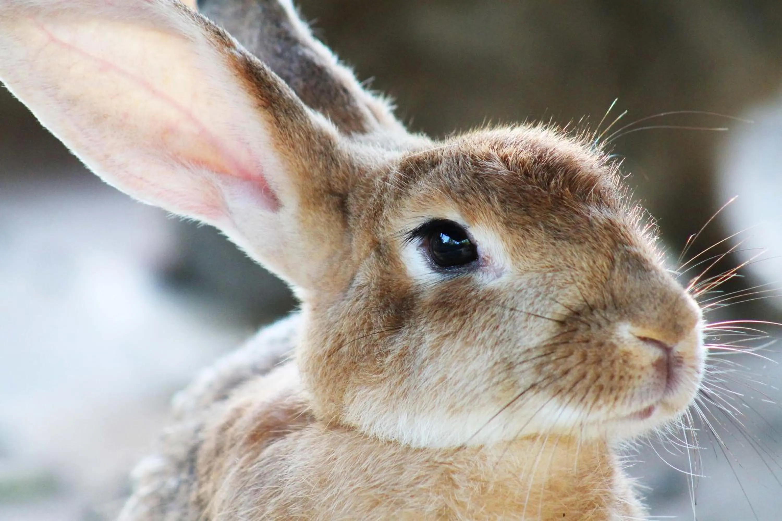 Animals in Cabañas Los Venaos