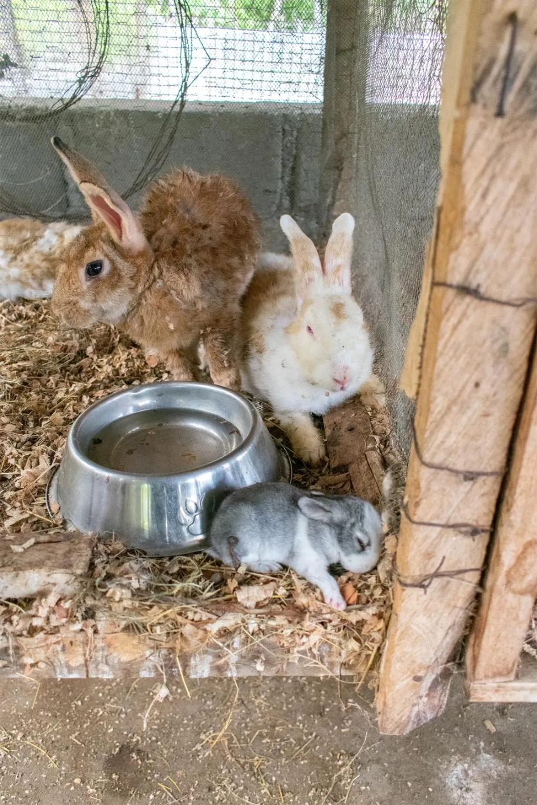 Pets in Cabañas Los Venaos