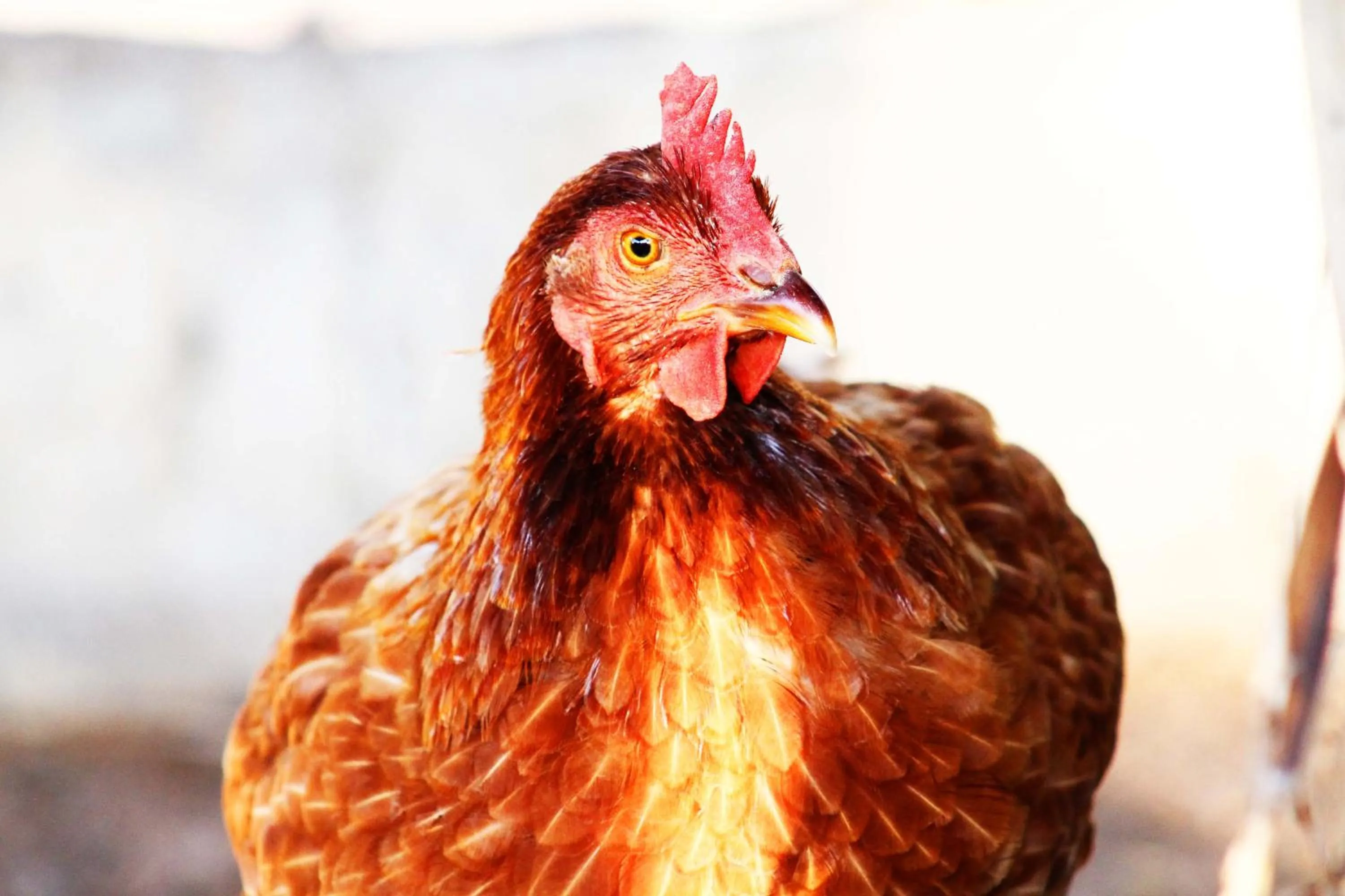 Animals in Cabañas Los Venaos