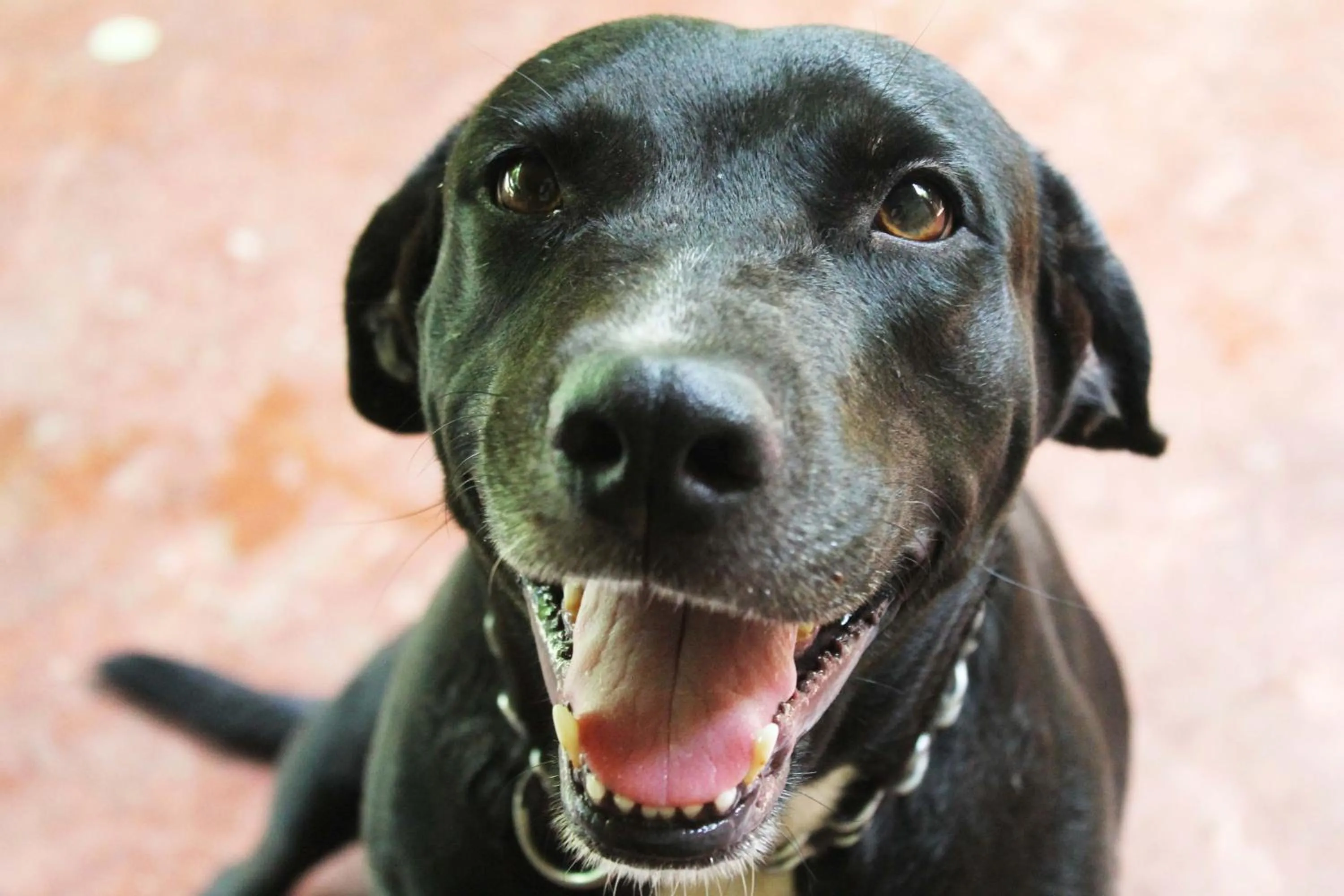 pet friendly in Cabañas Los Venaos