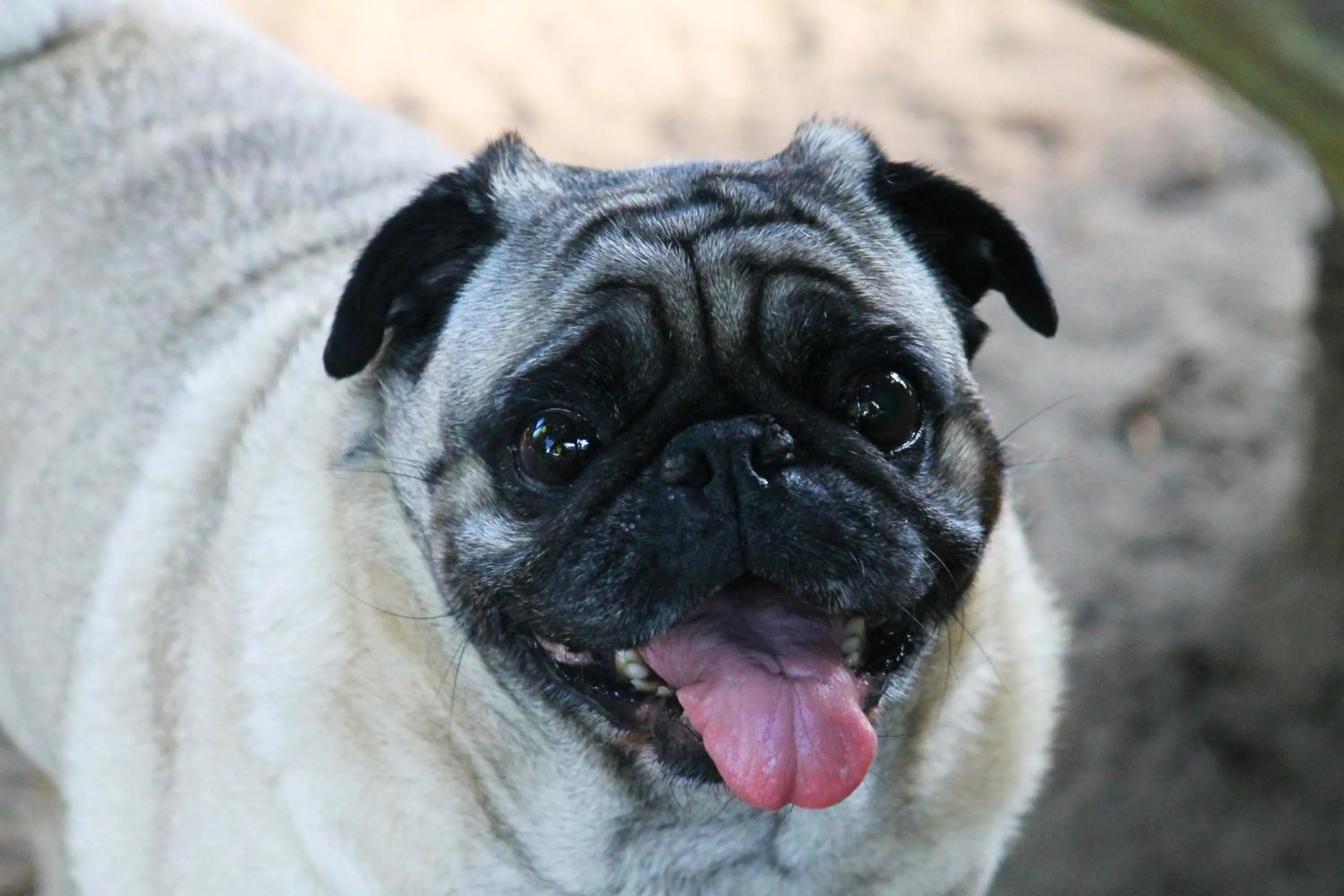 pet friendly in Cabañas Los Venaos