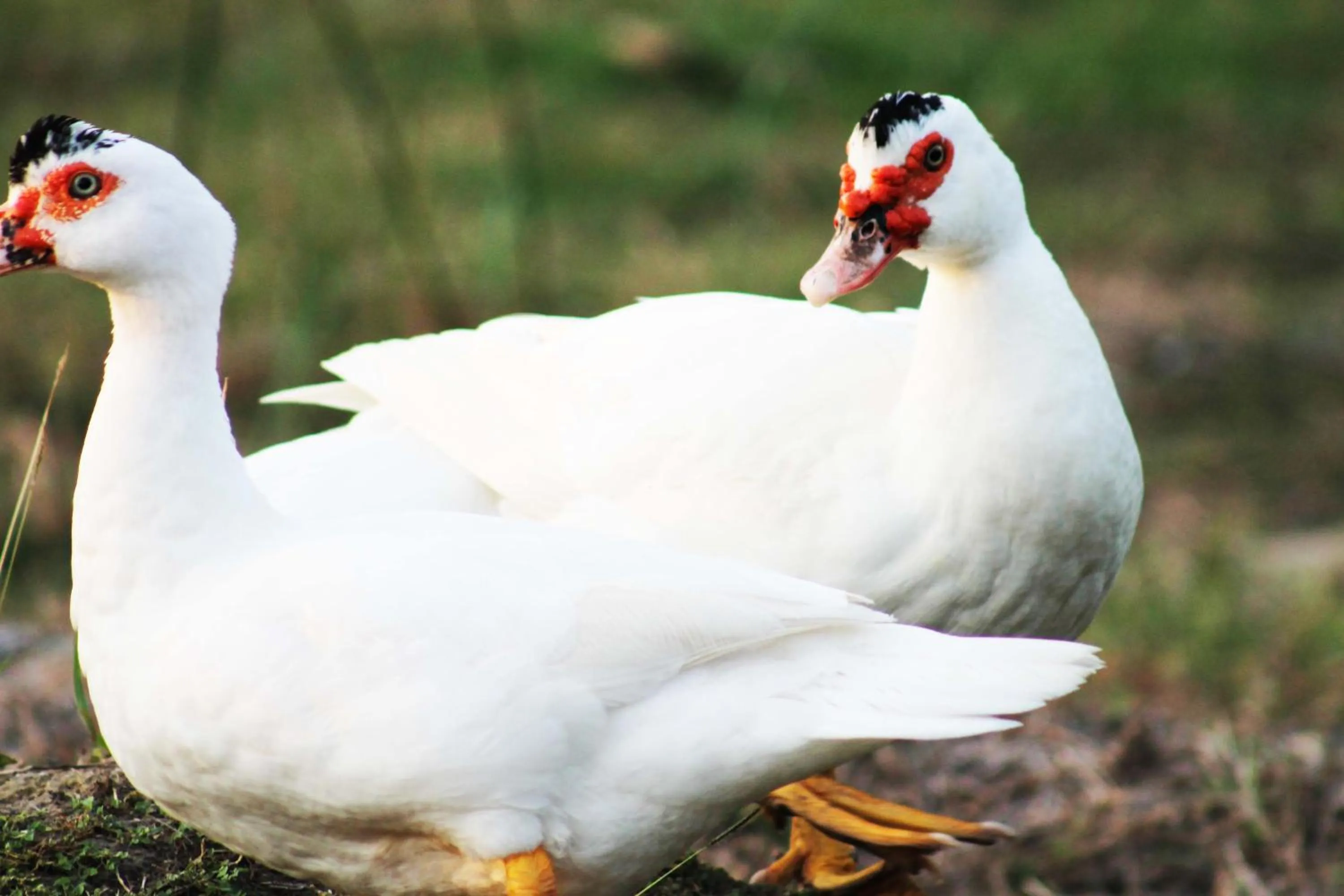 Animals in Cabañas Los Venaos