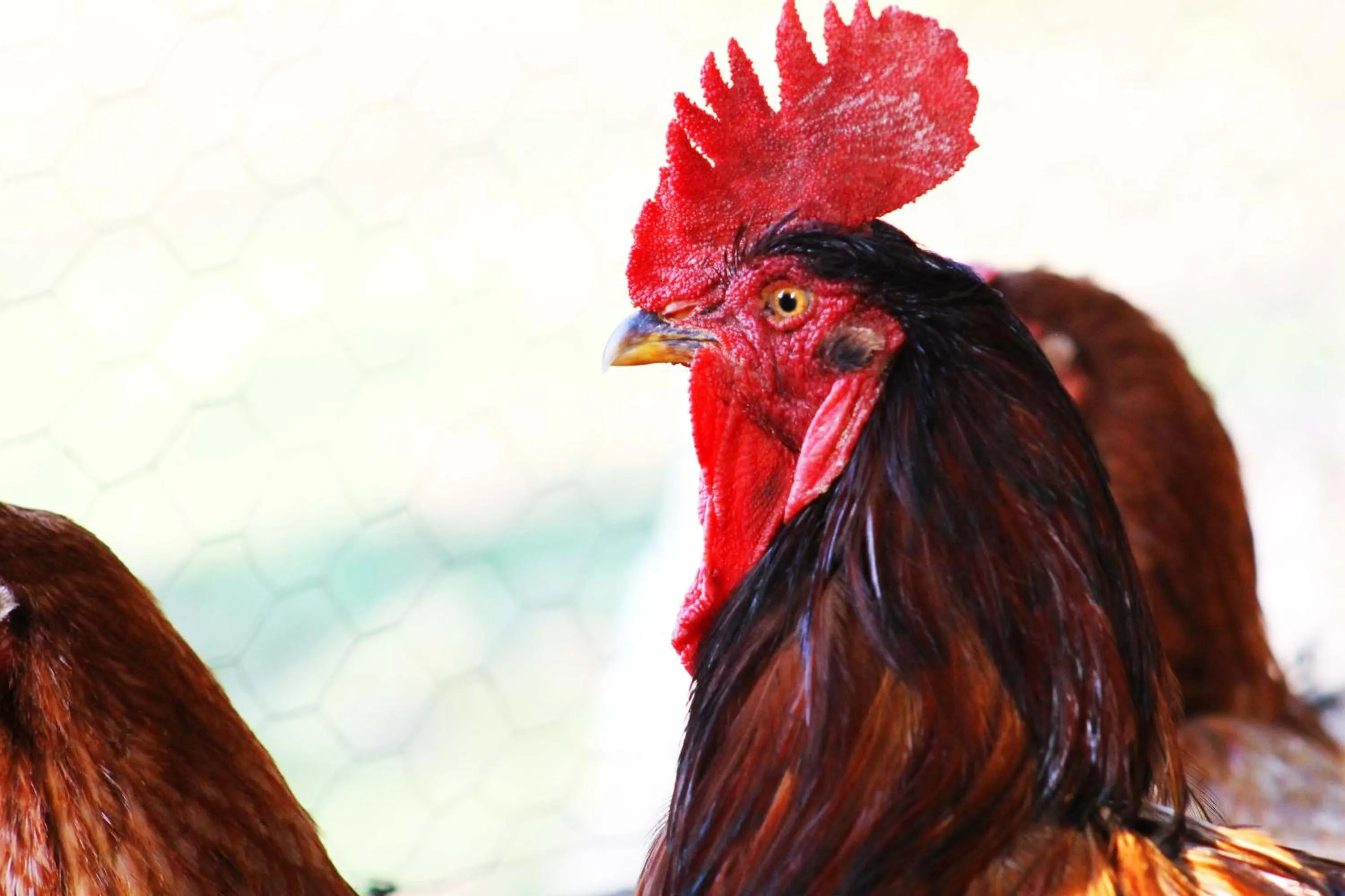 Animals in Cabañas Los Venaos