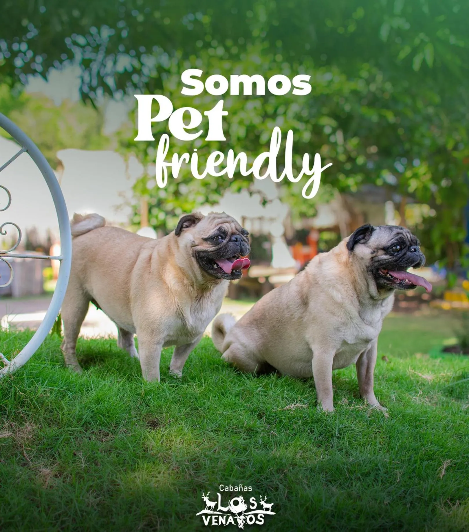 Area and facilities in Cabañas Los Venaos