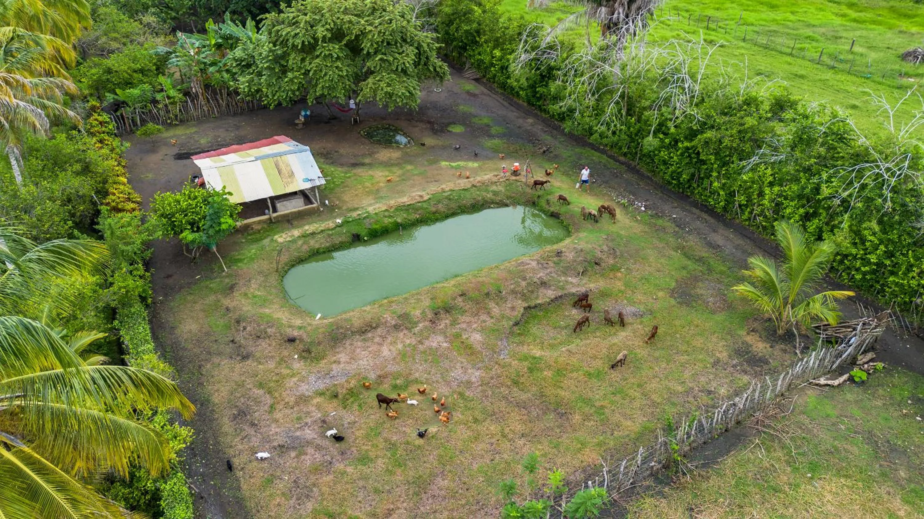 Animals in Cabañas Los Venaos
