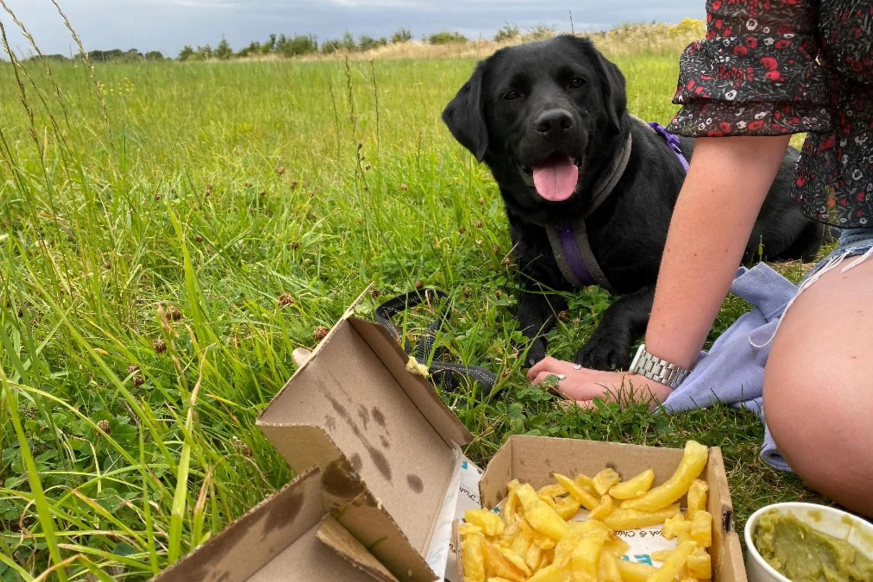 Animals in Norfolk Accommodation