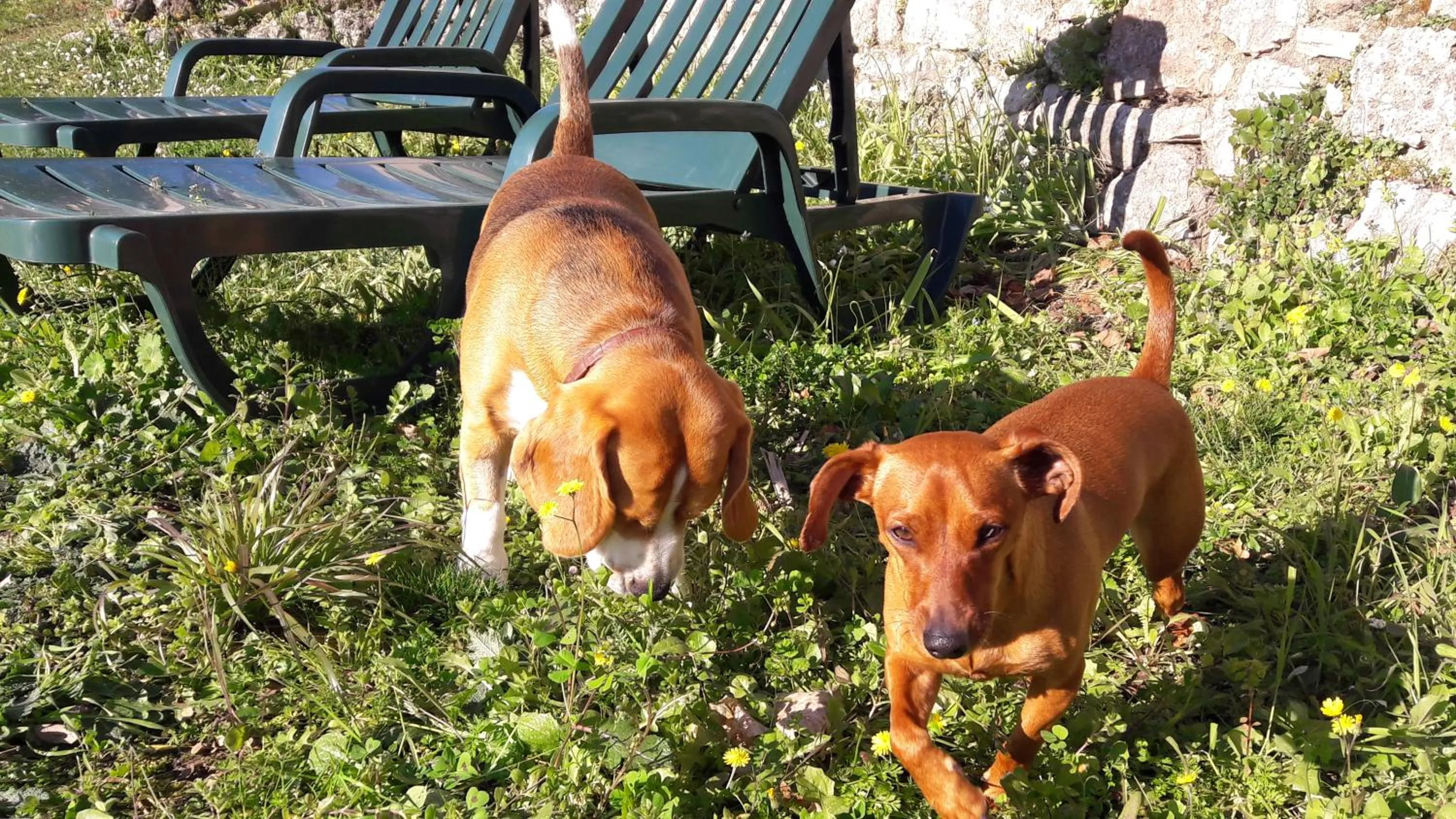 Garden in Holidays In Provence Alpes Maritimes