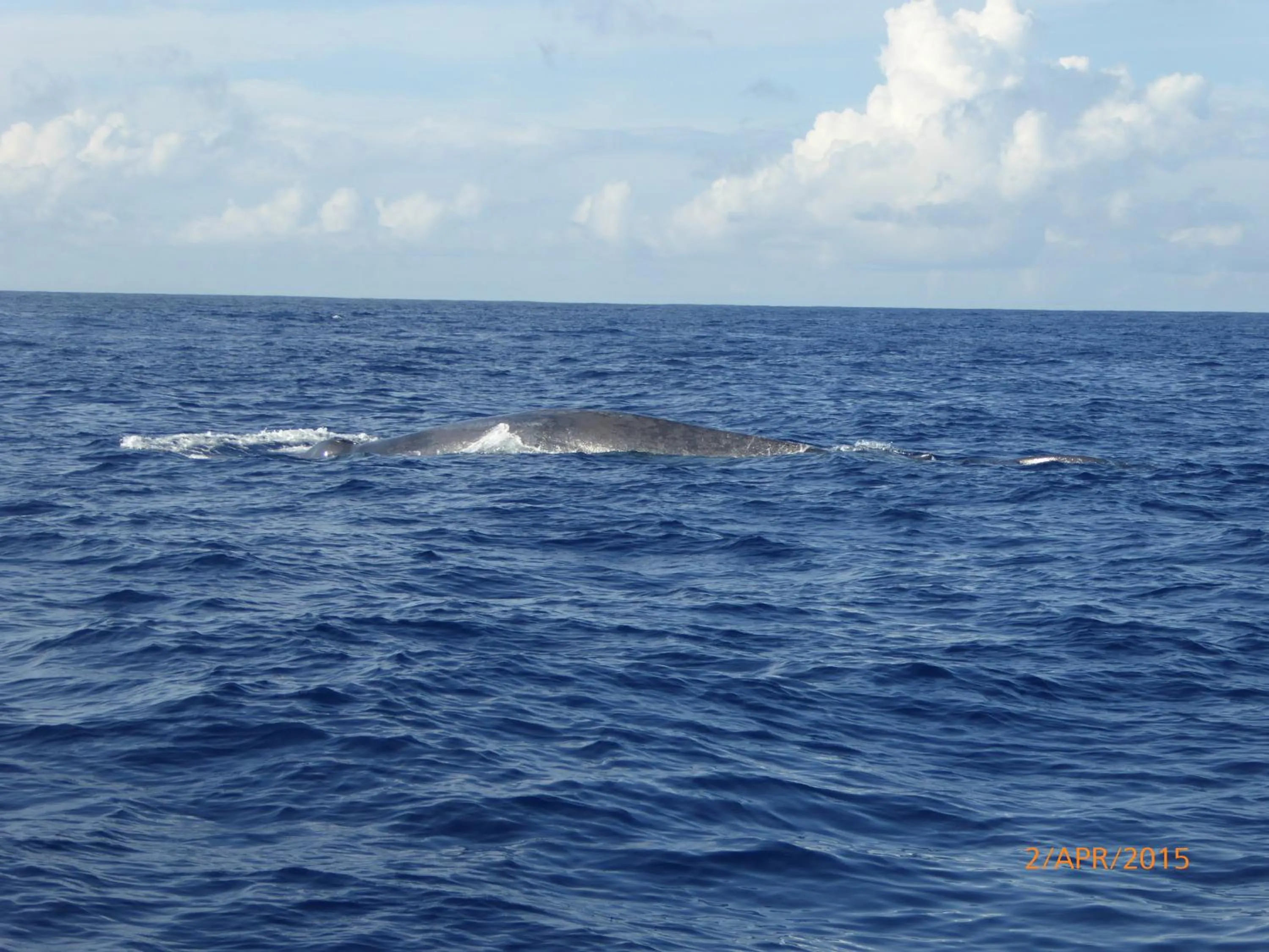 Entertainment in Edelweiss Resort