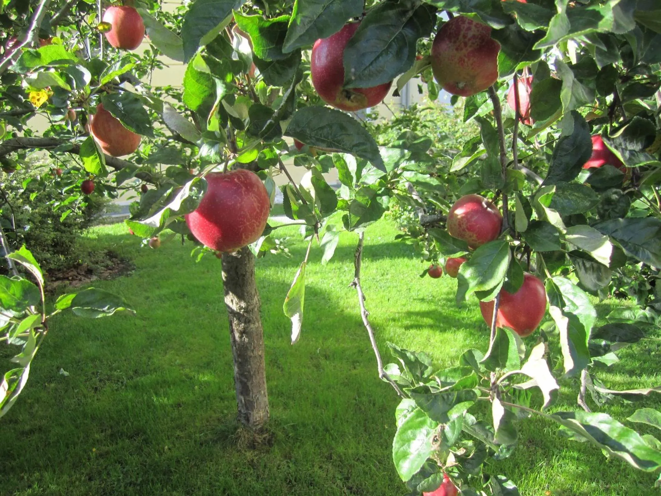 Garden view in Residence Zum Theater