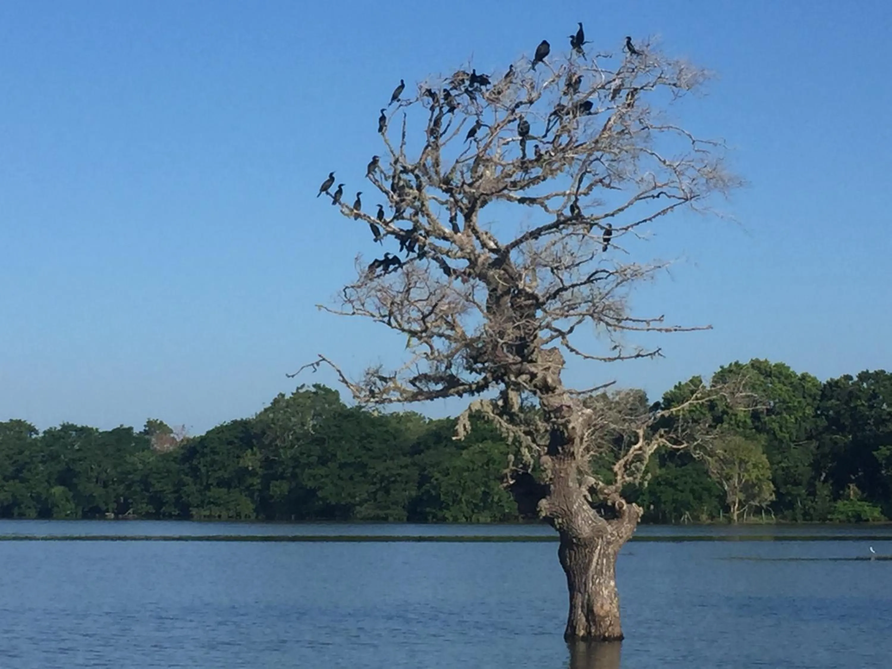 Lake view in Saffron Lake Yala