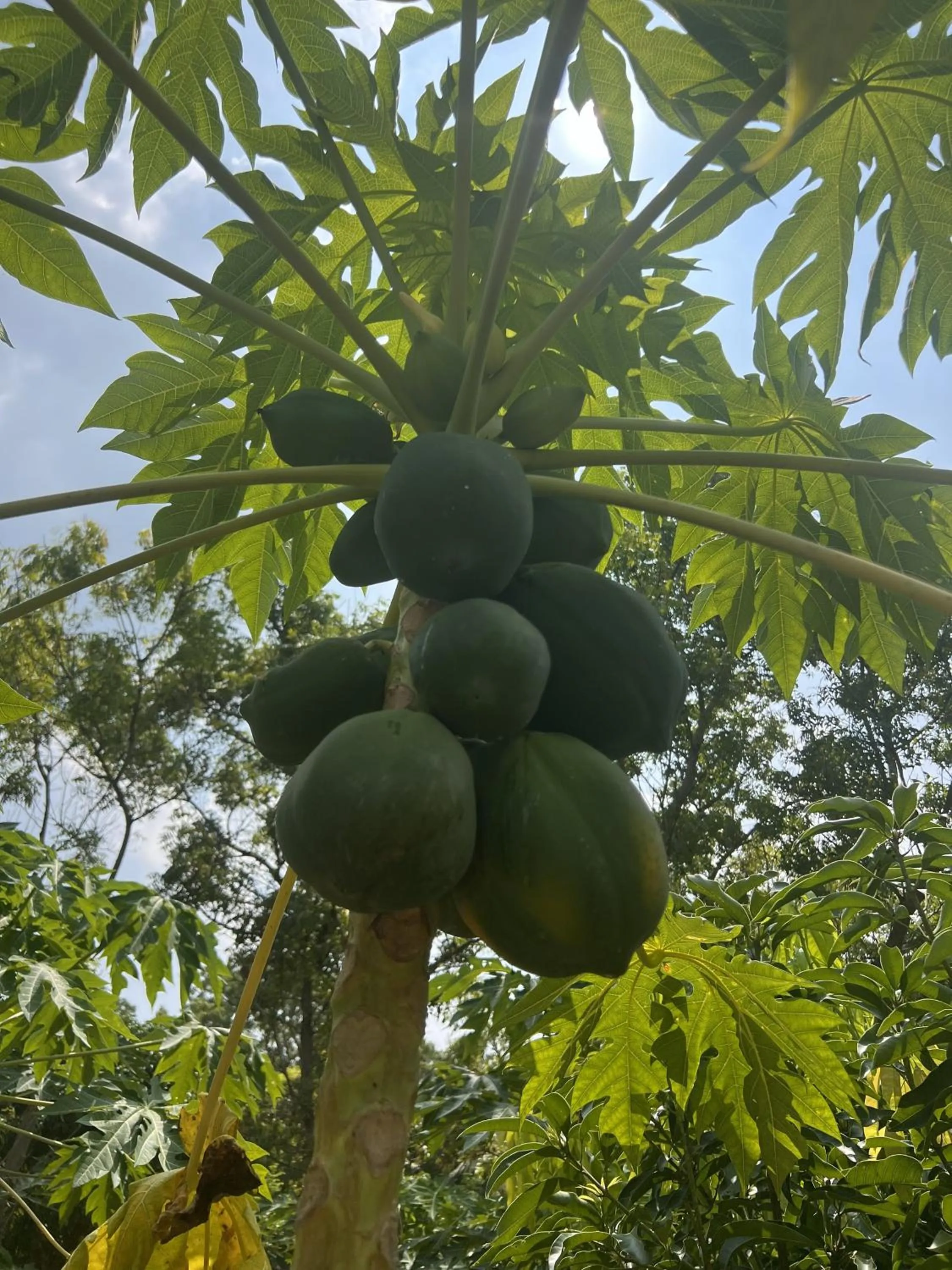 Garden in Saffron Lake Yala