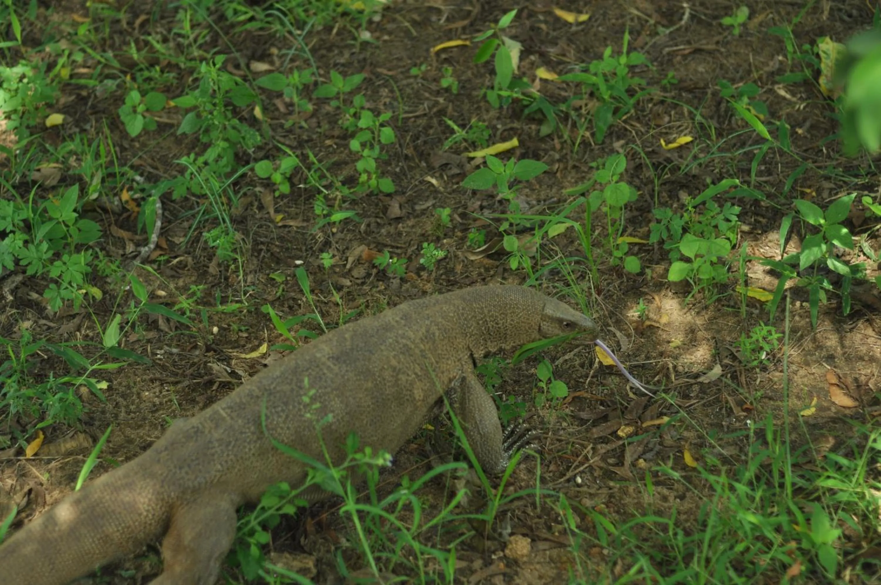 Animals in Saffron Lake Yala
