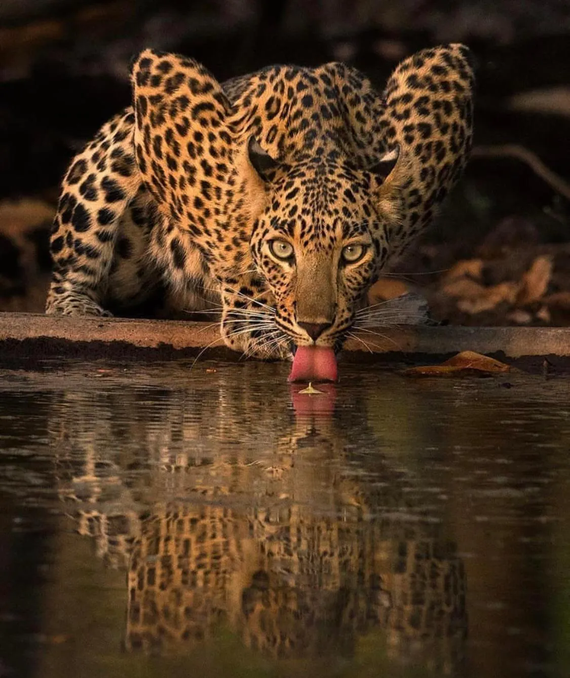 Animals in Saffron Lake Yala