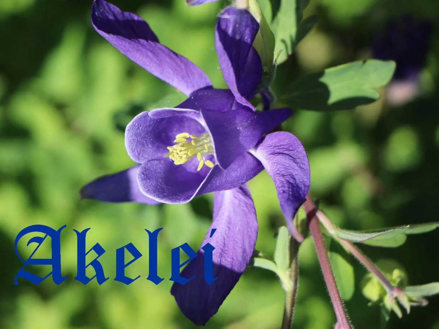 Logo/Certificate/Sign in Gungl Stubn