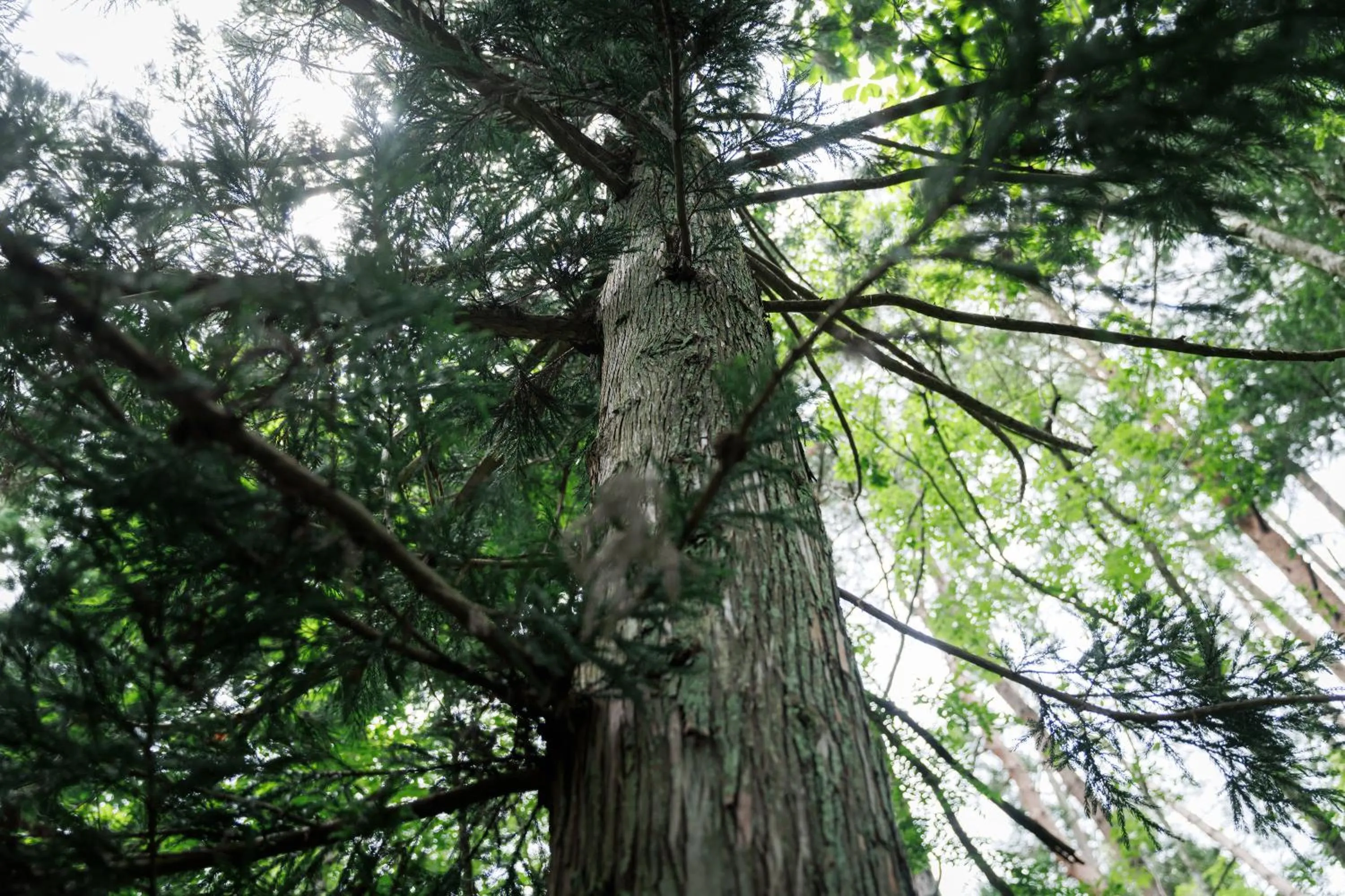 Area and facilities in Hotel Kikori