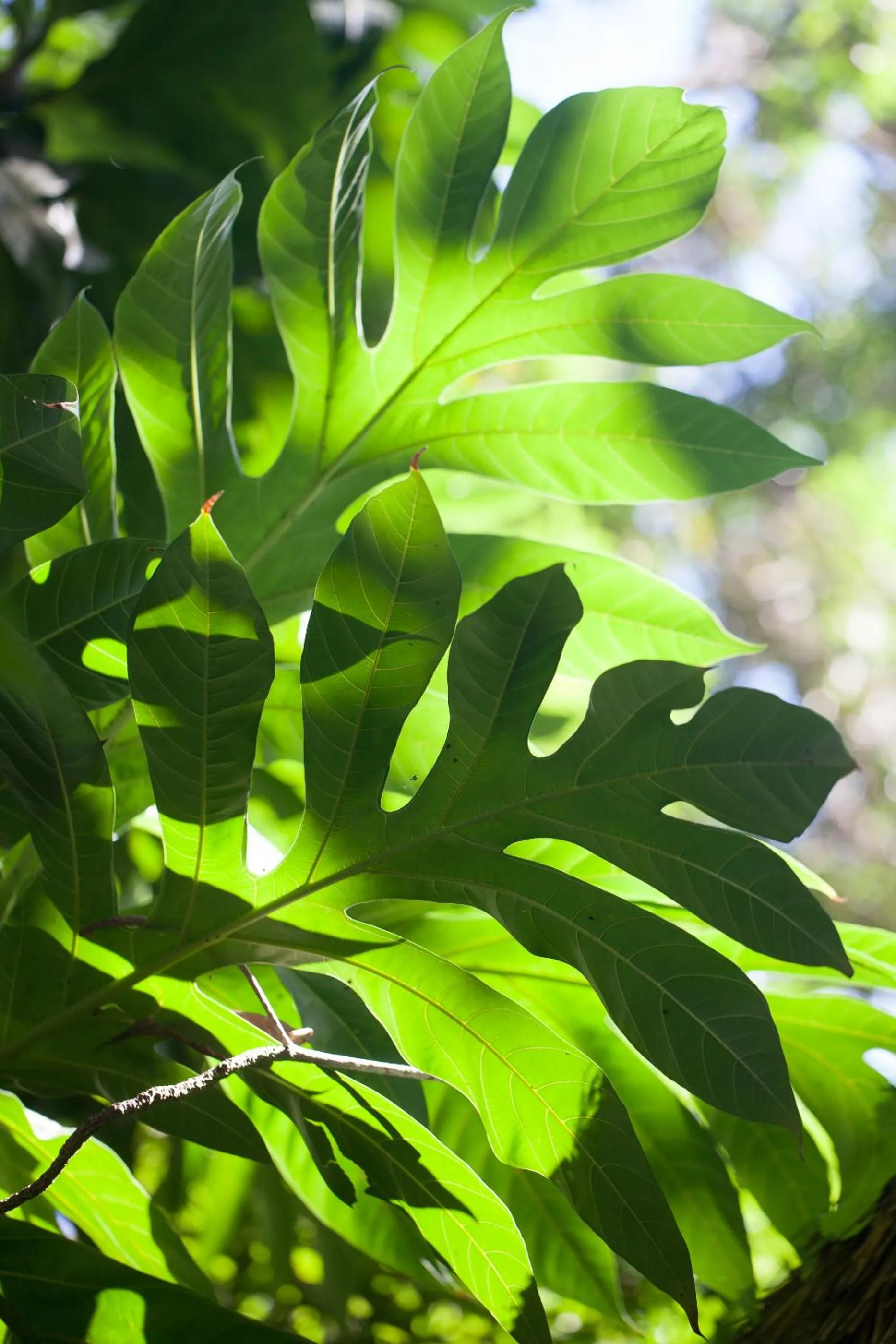Natural landscape in Le Domaine de L'Orangeraie Resort and Spa