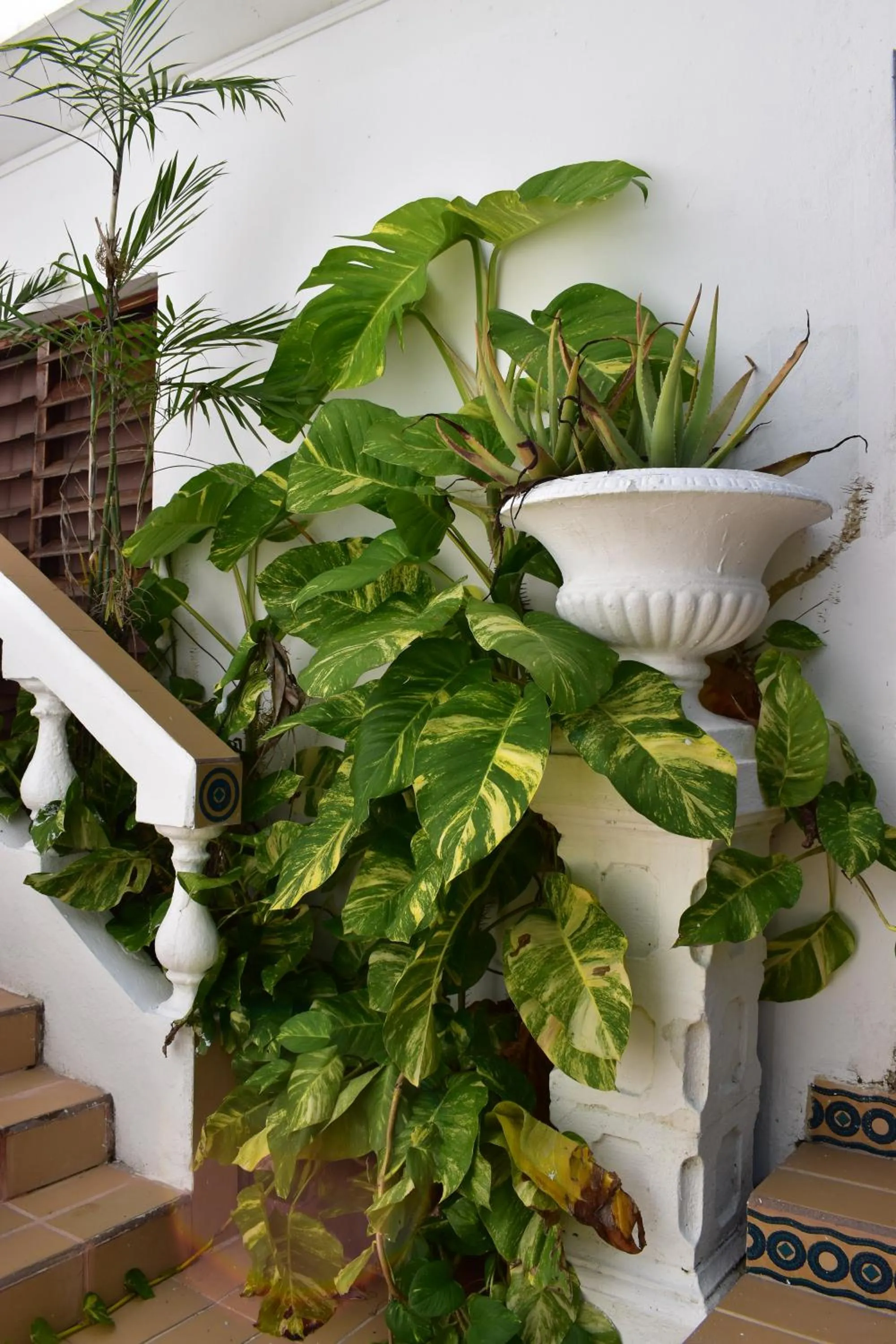 Garden view in Villablanca Garden Beach Hotel
