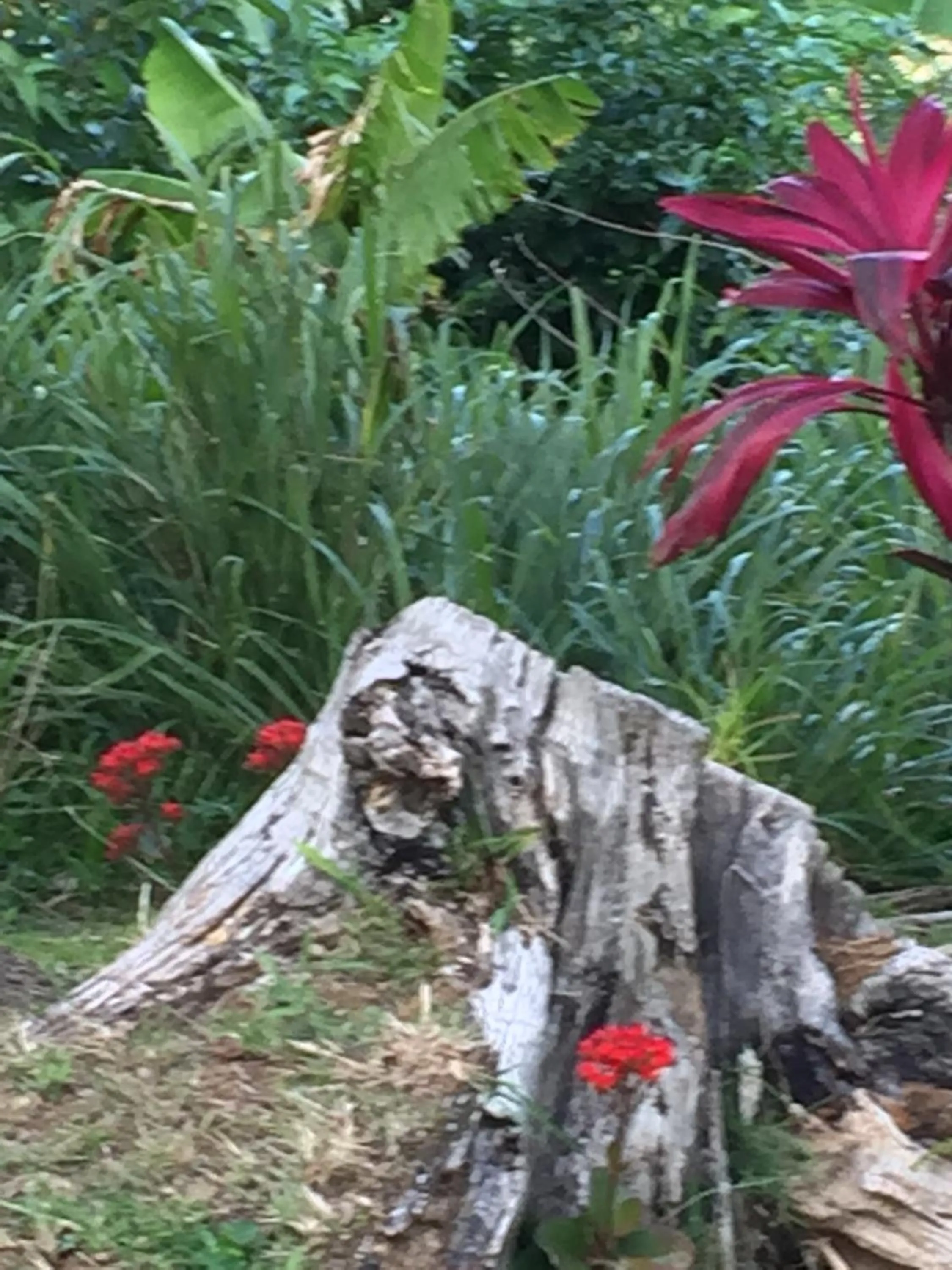 Natural landscape in Harbour Vista Inn