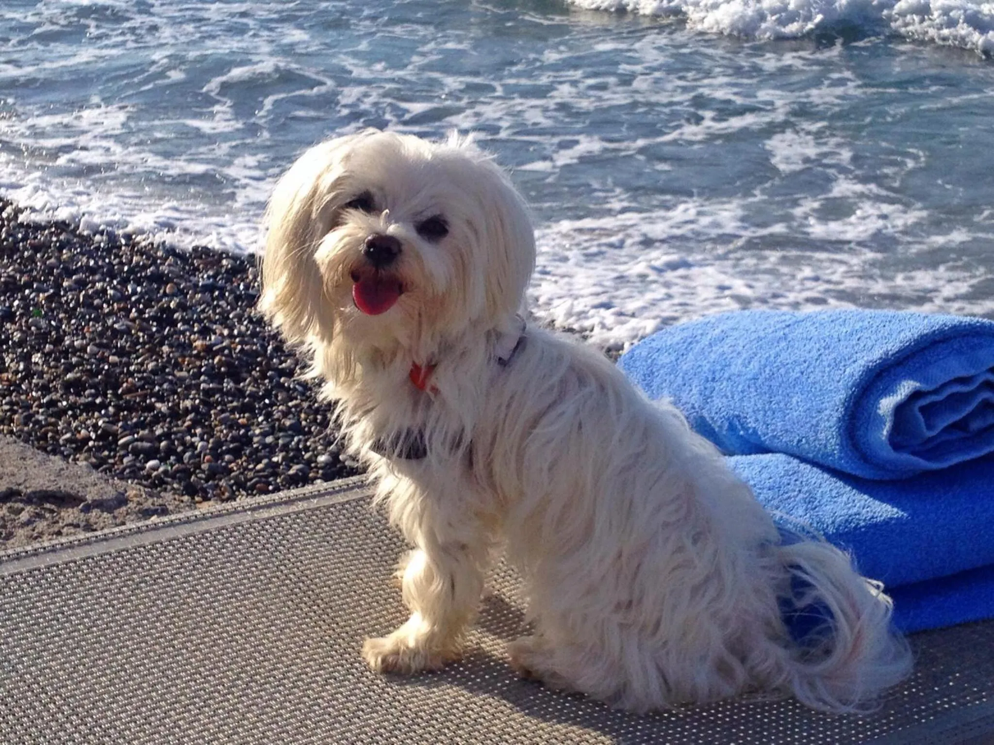 Pets in Filoxenia Beach Hotel