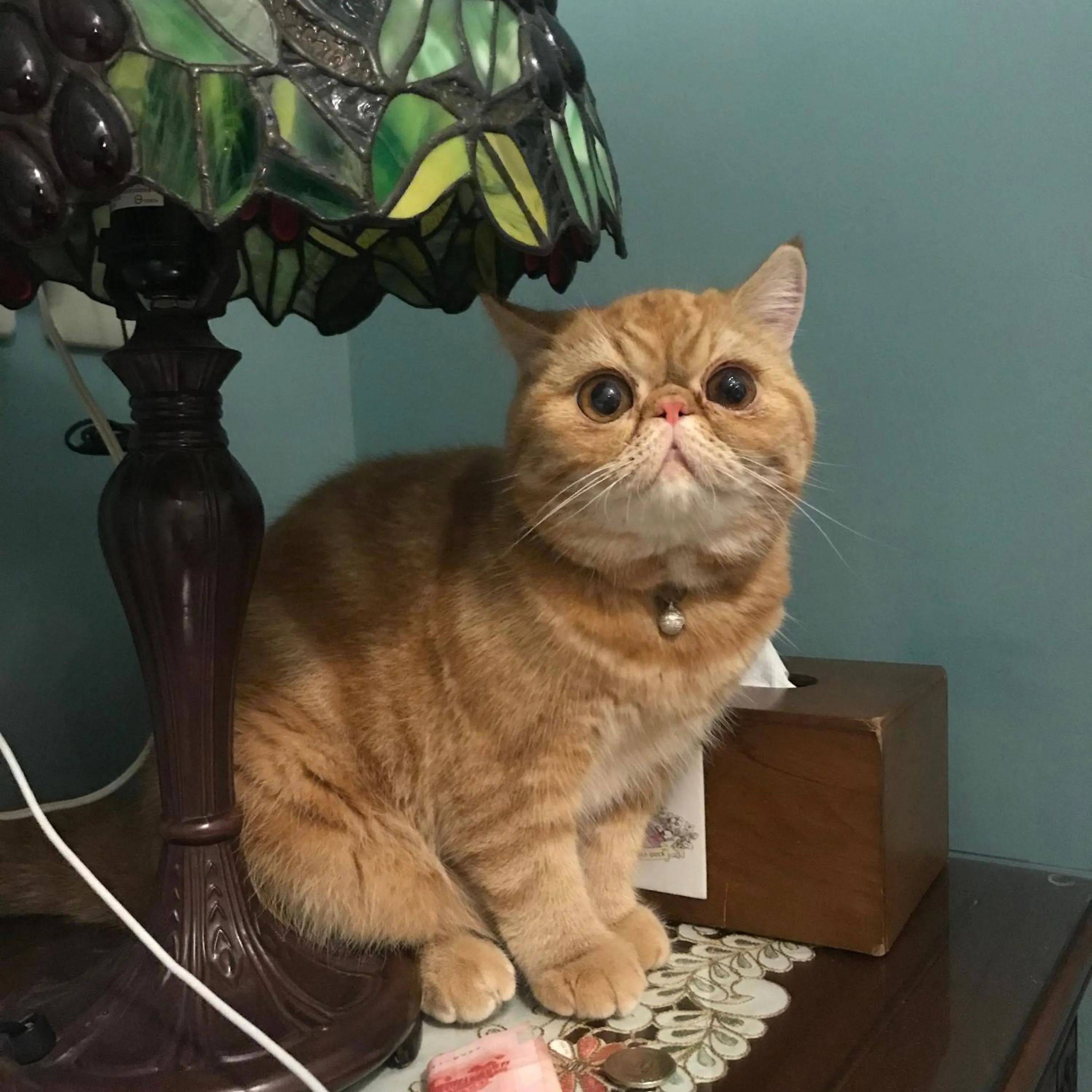 Pets in Hope & Sea Homestay