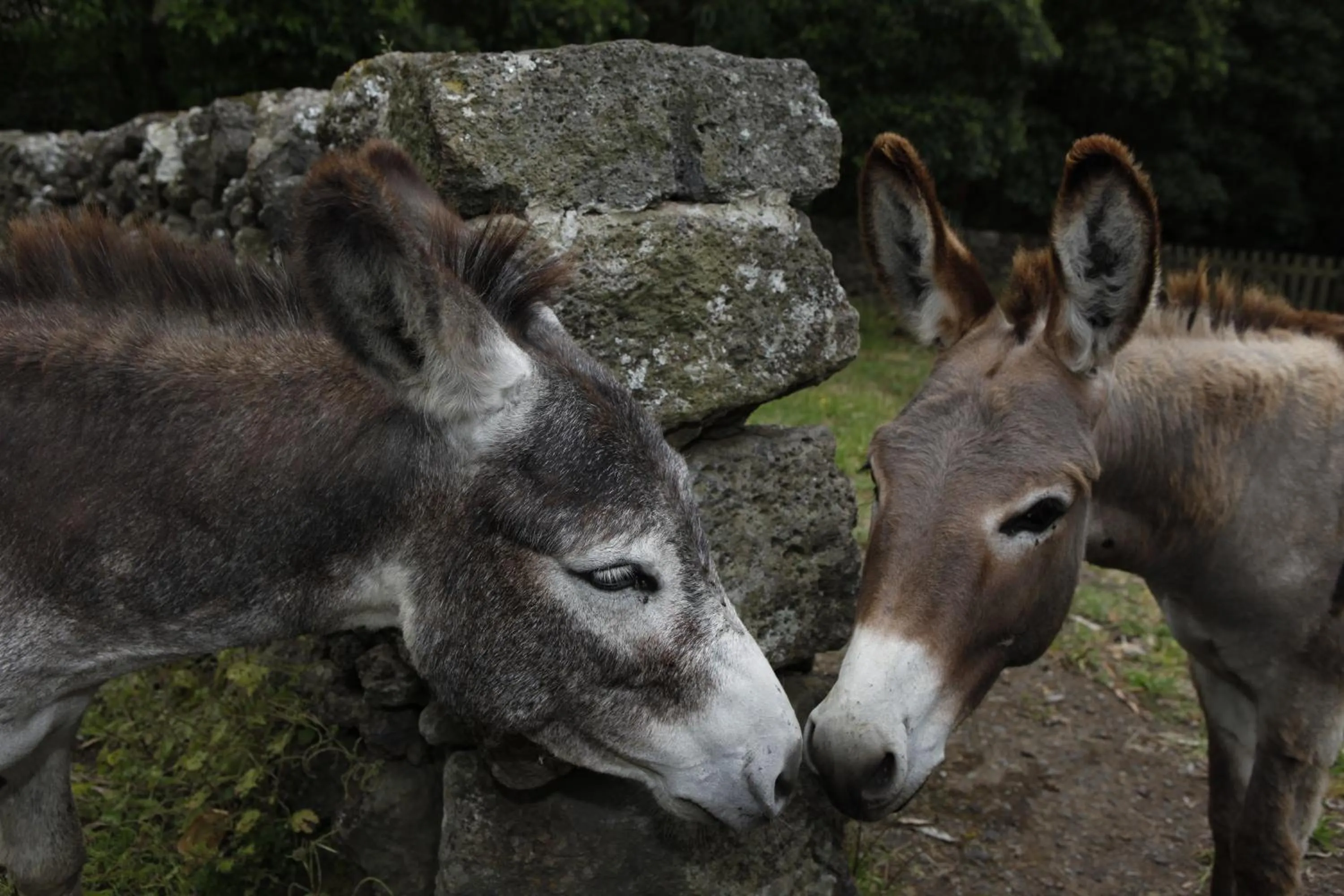 Pets in Quinta Do Martelo