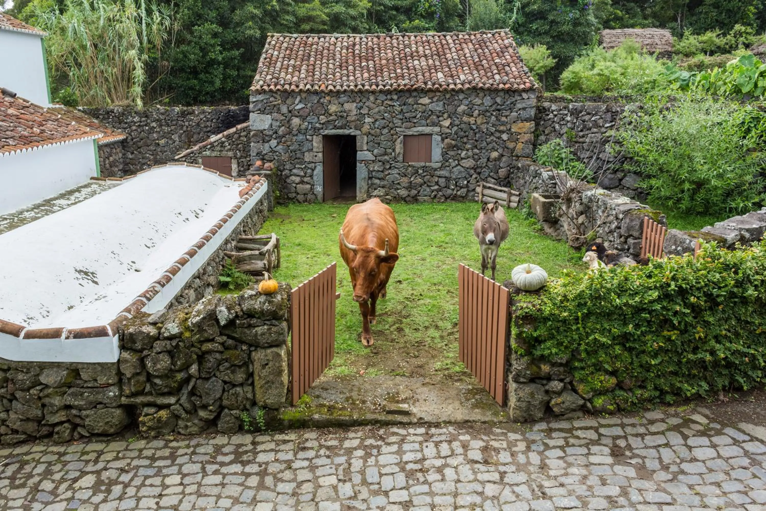 Pets in Quinta Do Martelo