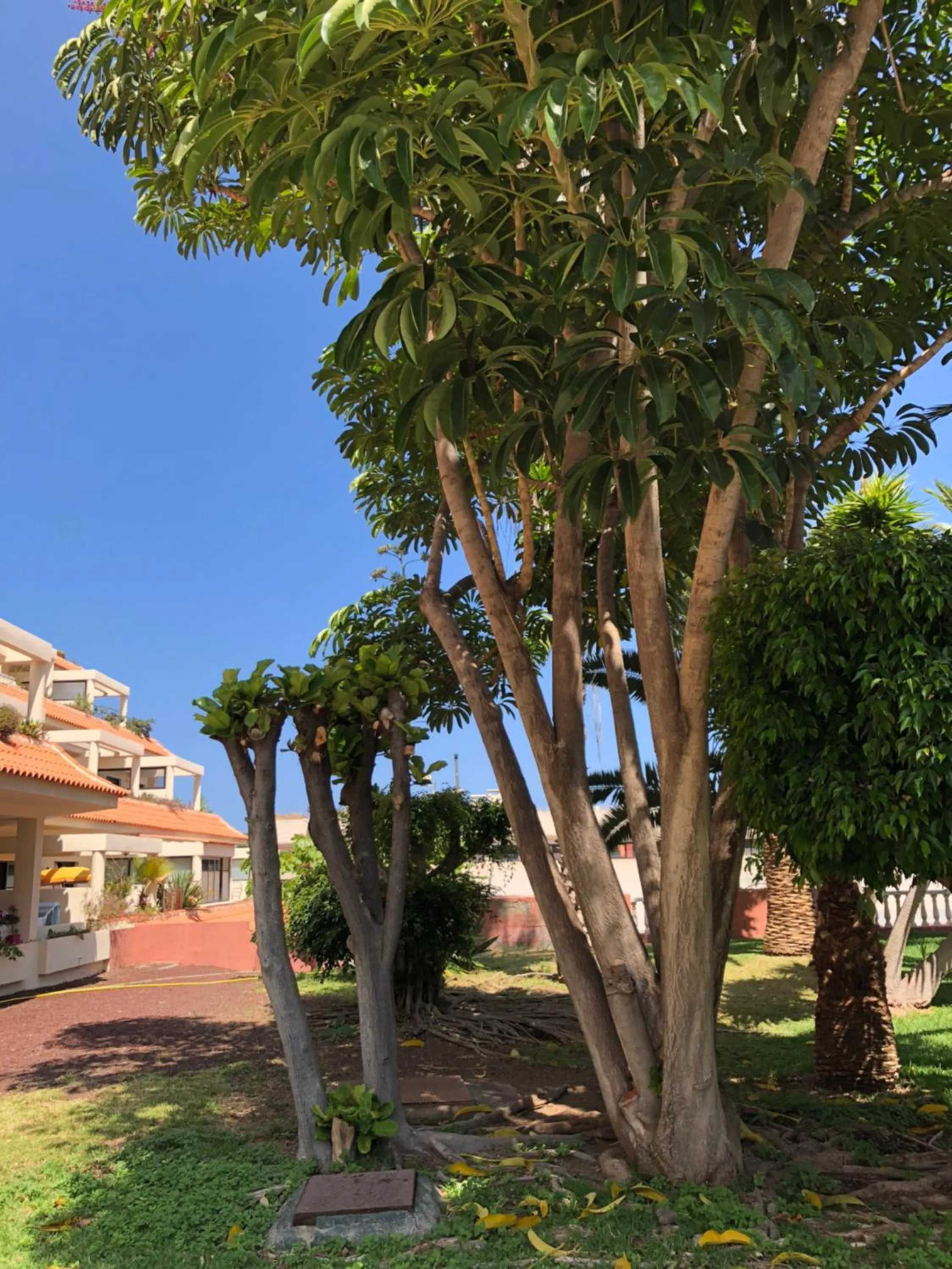 Sea view in Apartamentos Bahia Playa