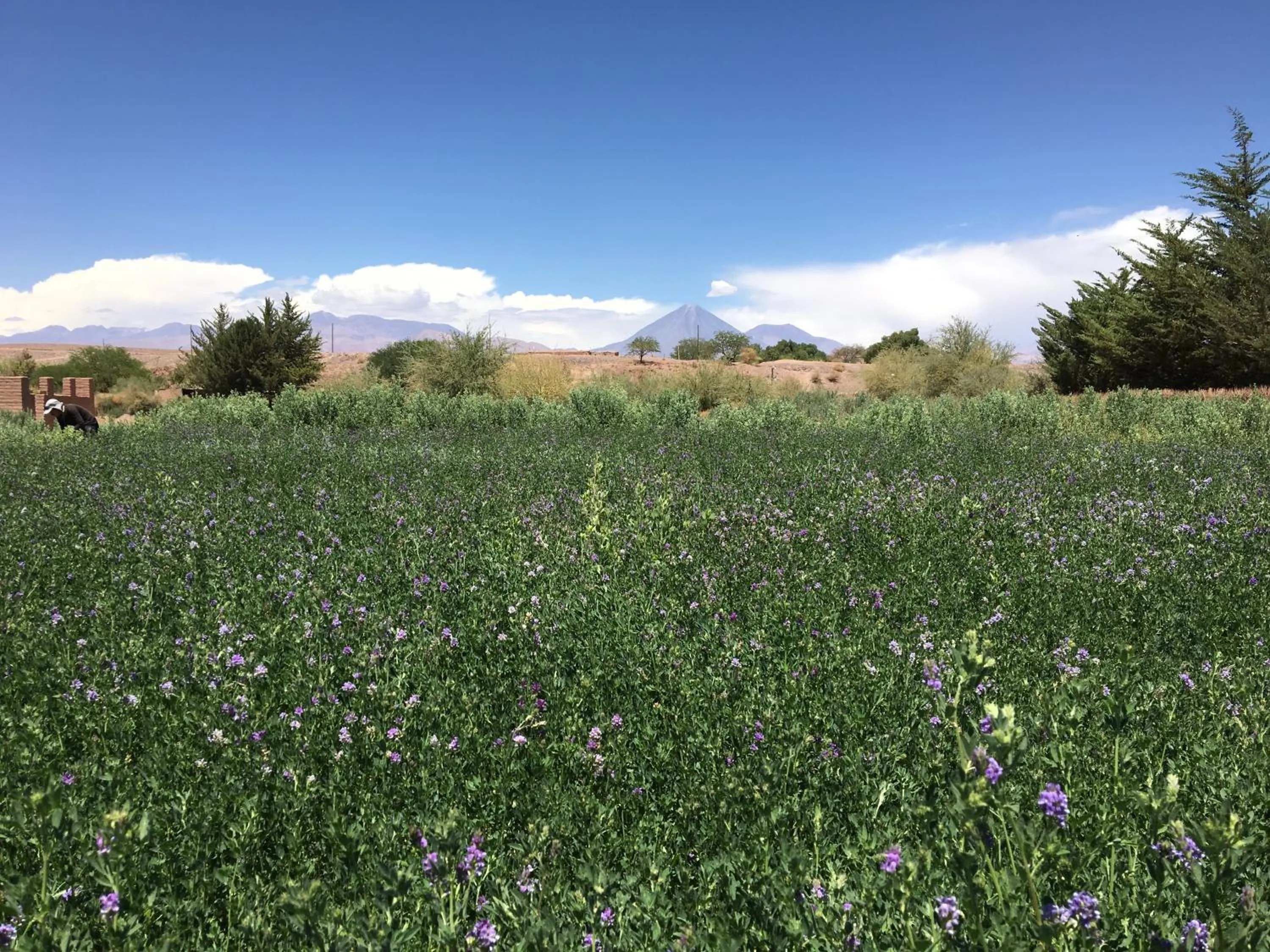 Garden in Eco-Lodge El Andinista