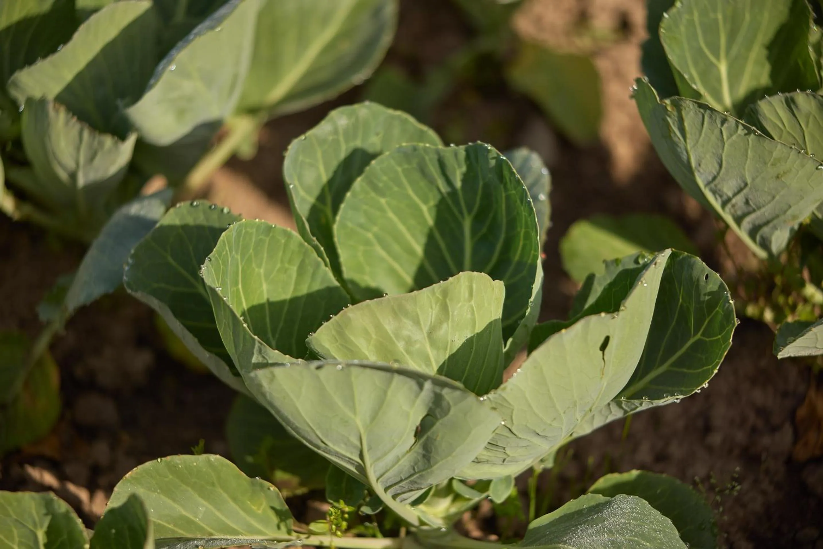 Garden in Vitalpina Hotel Magdalenahof