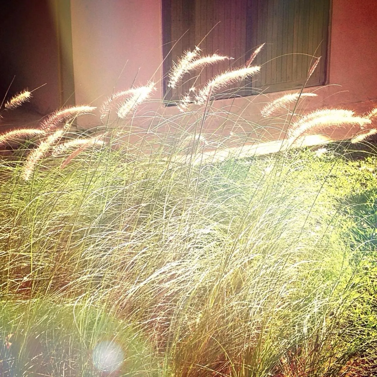 Jardin De Mangue Pakchong