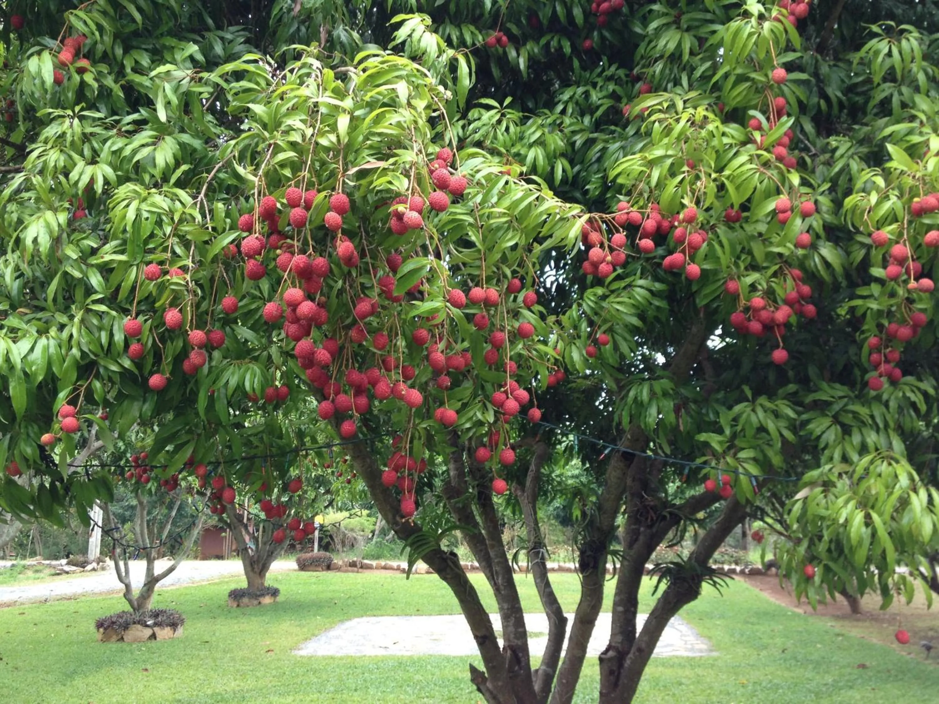 Jardin De Mangue Pakchong