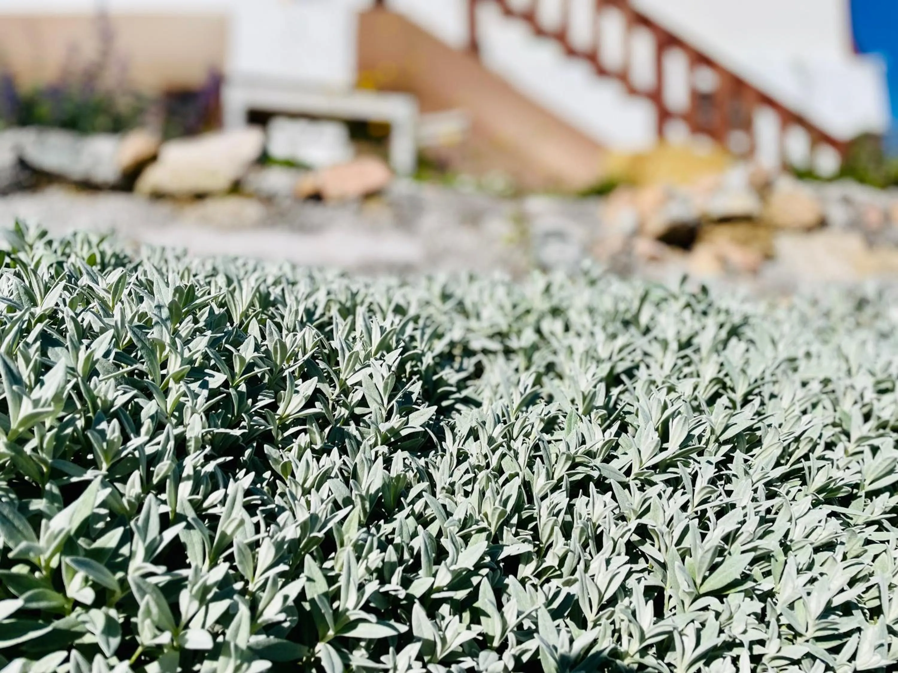 Garden in RotmeerHaus