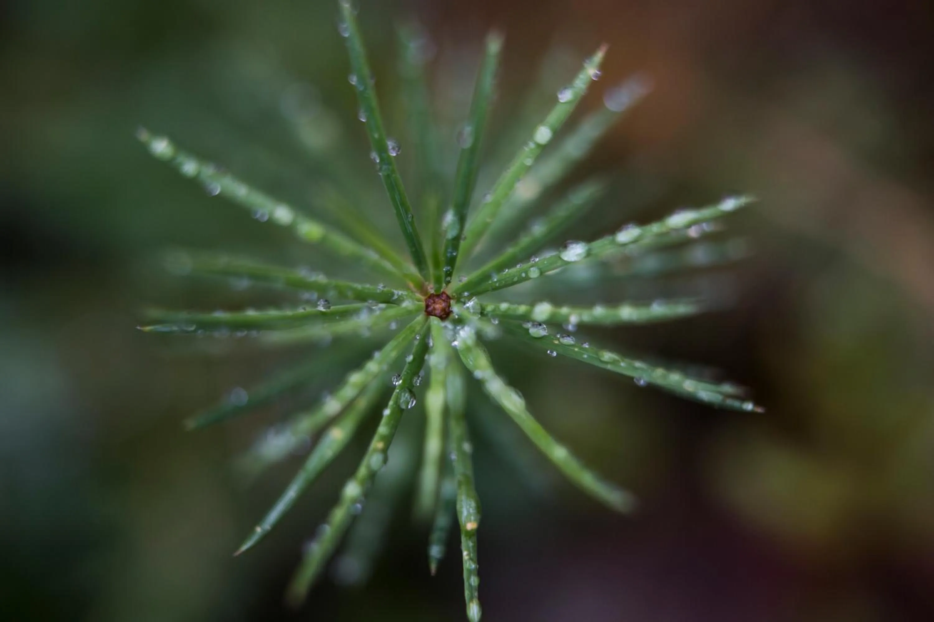 Natural landscape in Der Zirmerhof