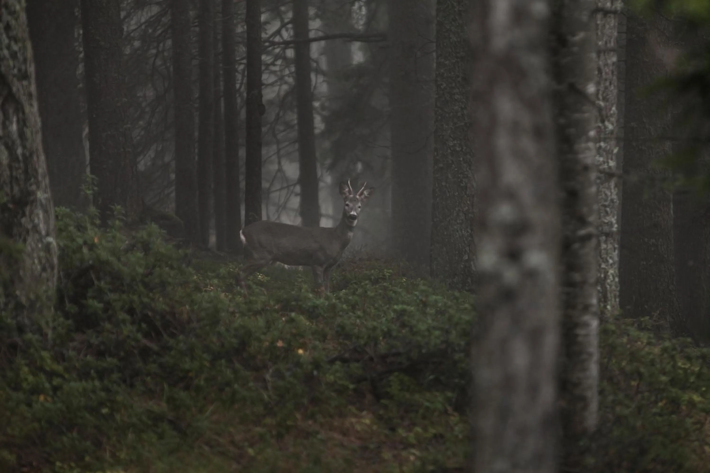Hiking in Der Zirmerhof