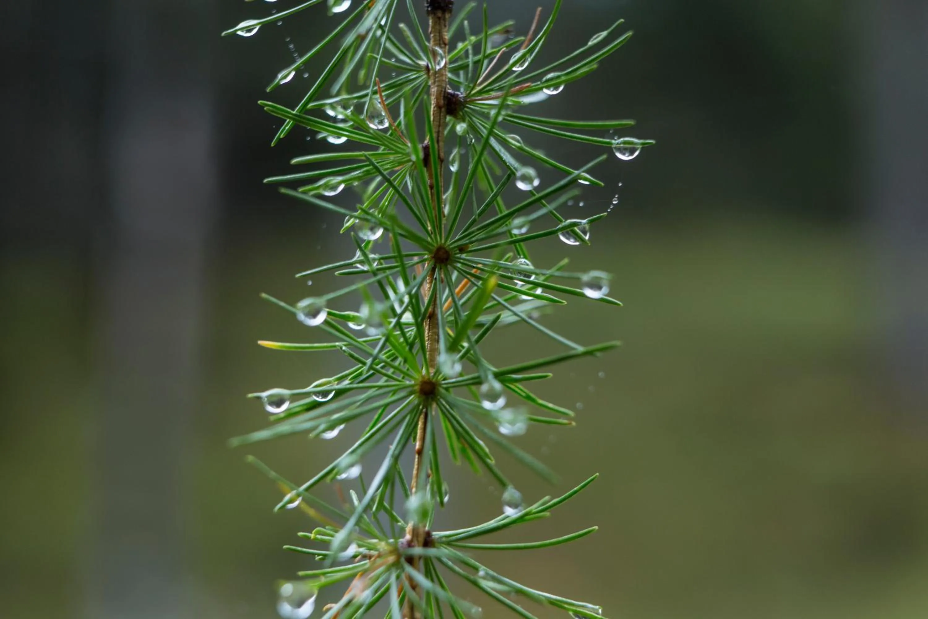 Natural landscape in Der Zirmerhof