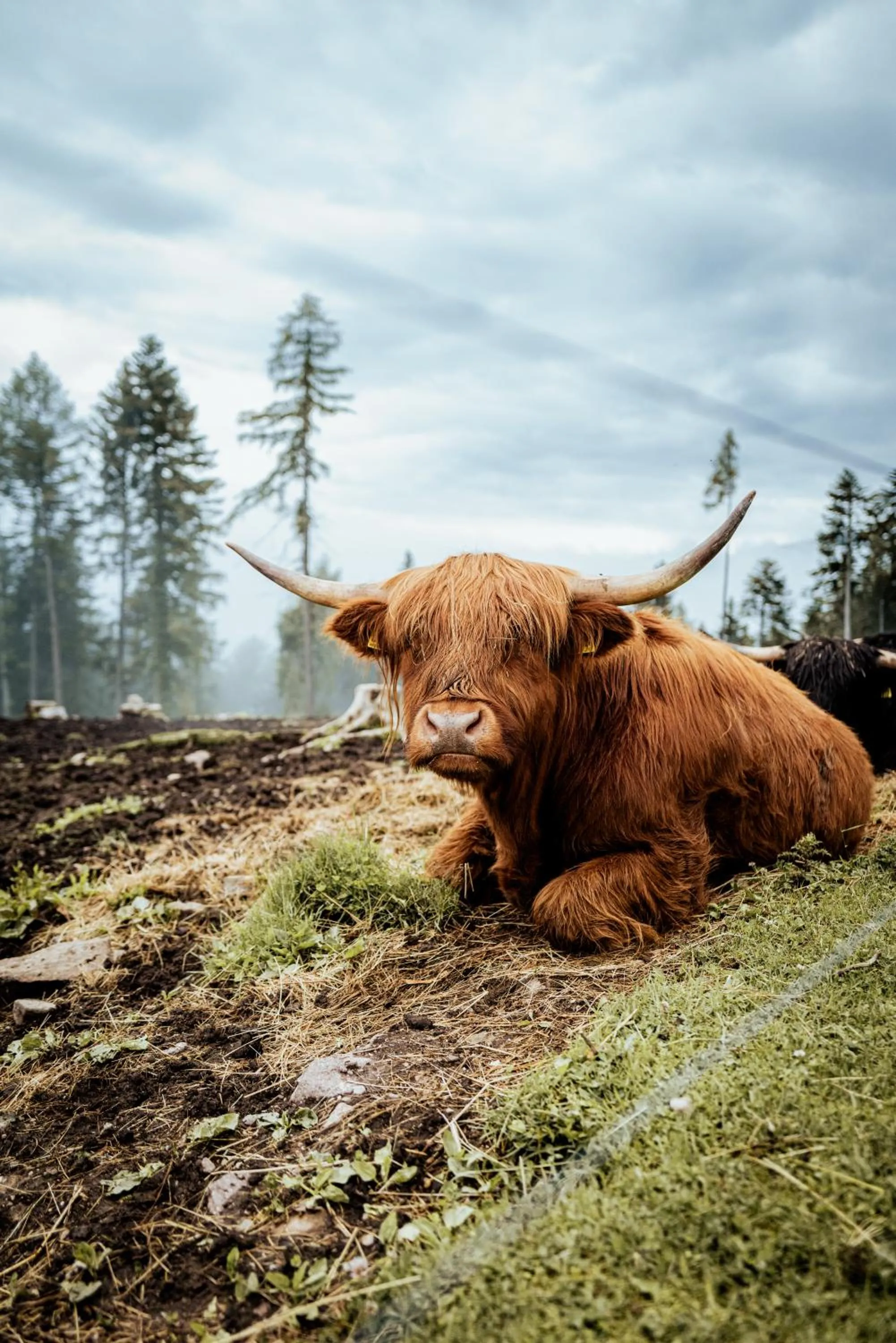 Property building in Der Zirmerhof