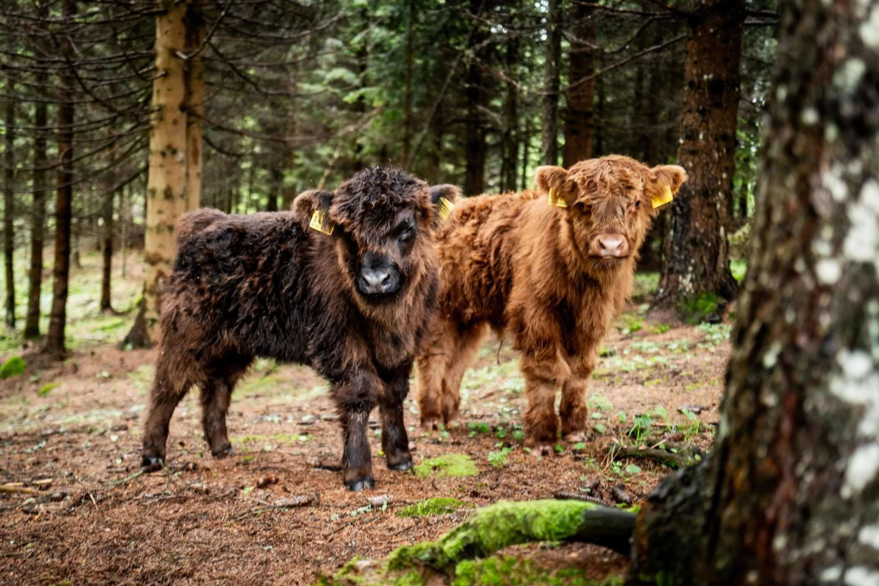 Property building in Der Zirmerhof
