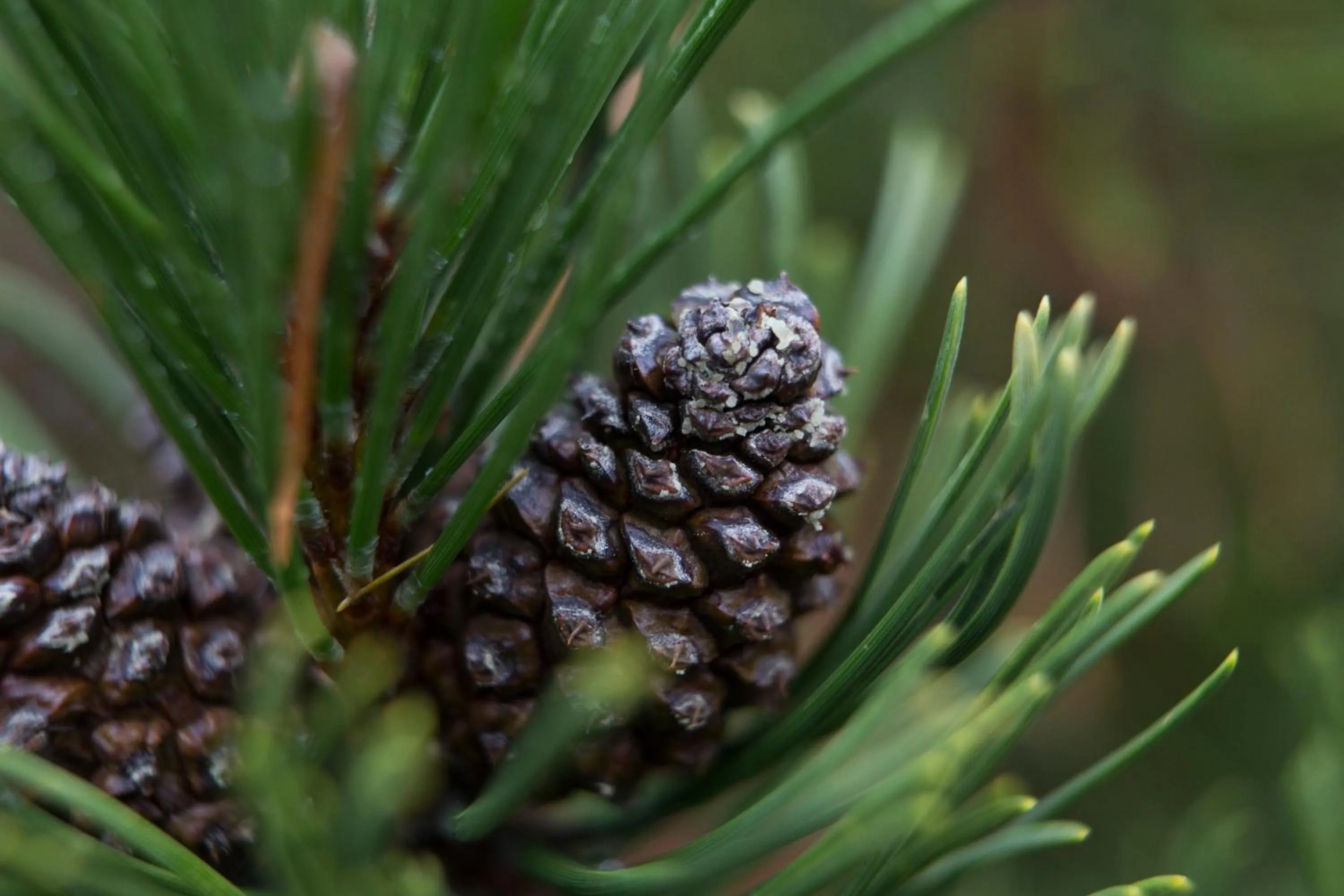 Natural landscape in Der Zirmerhof