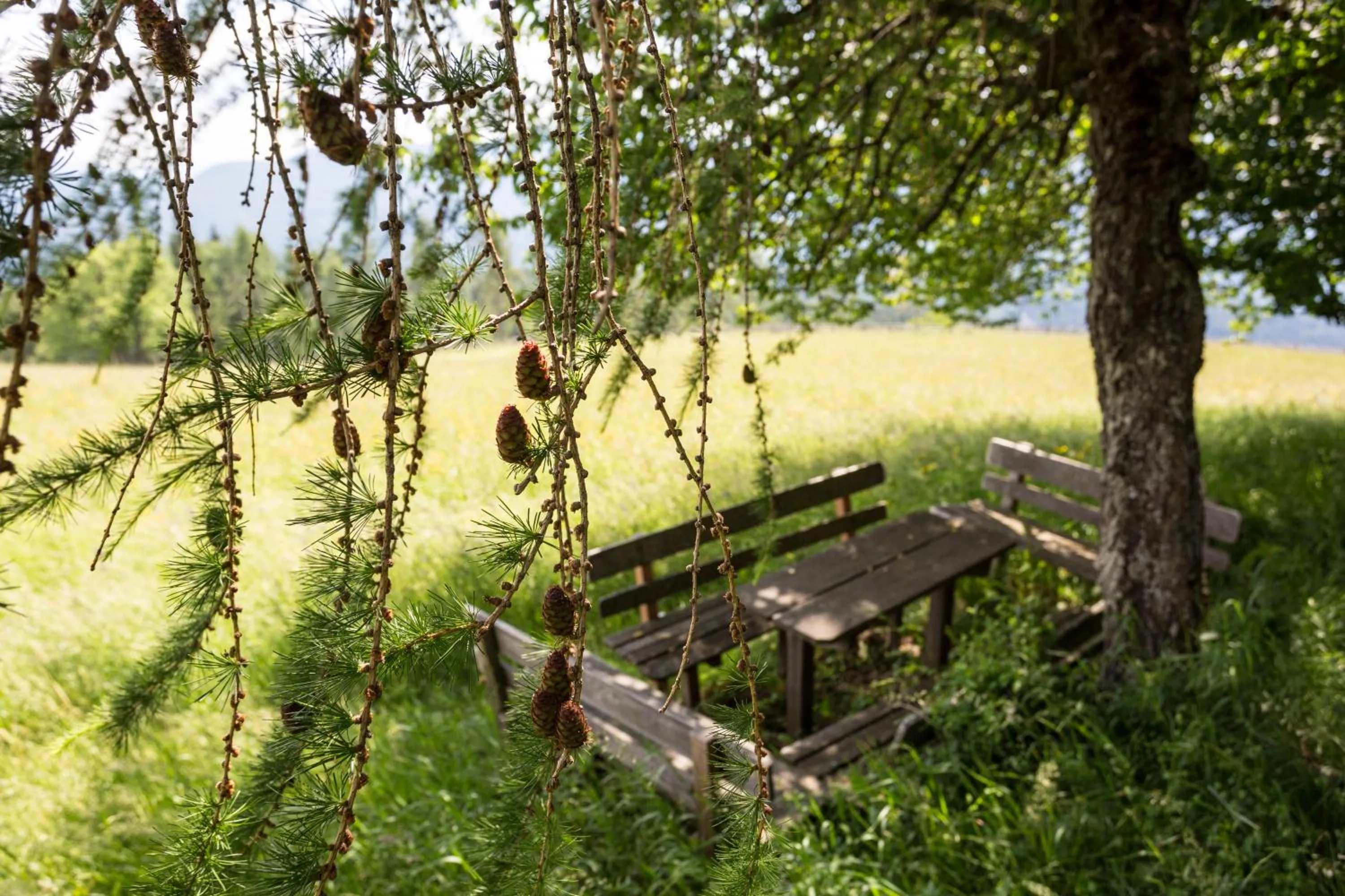 Spring in Der Zirmerhof