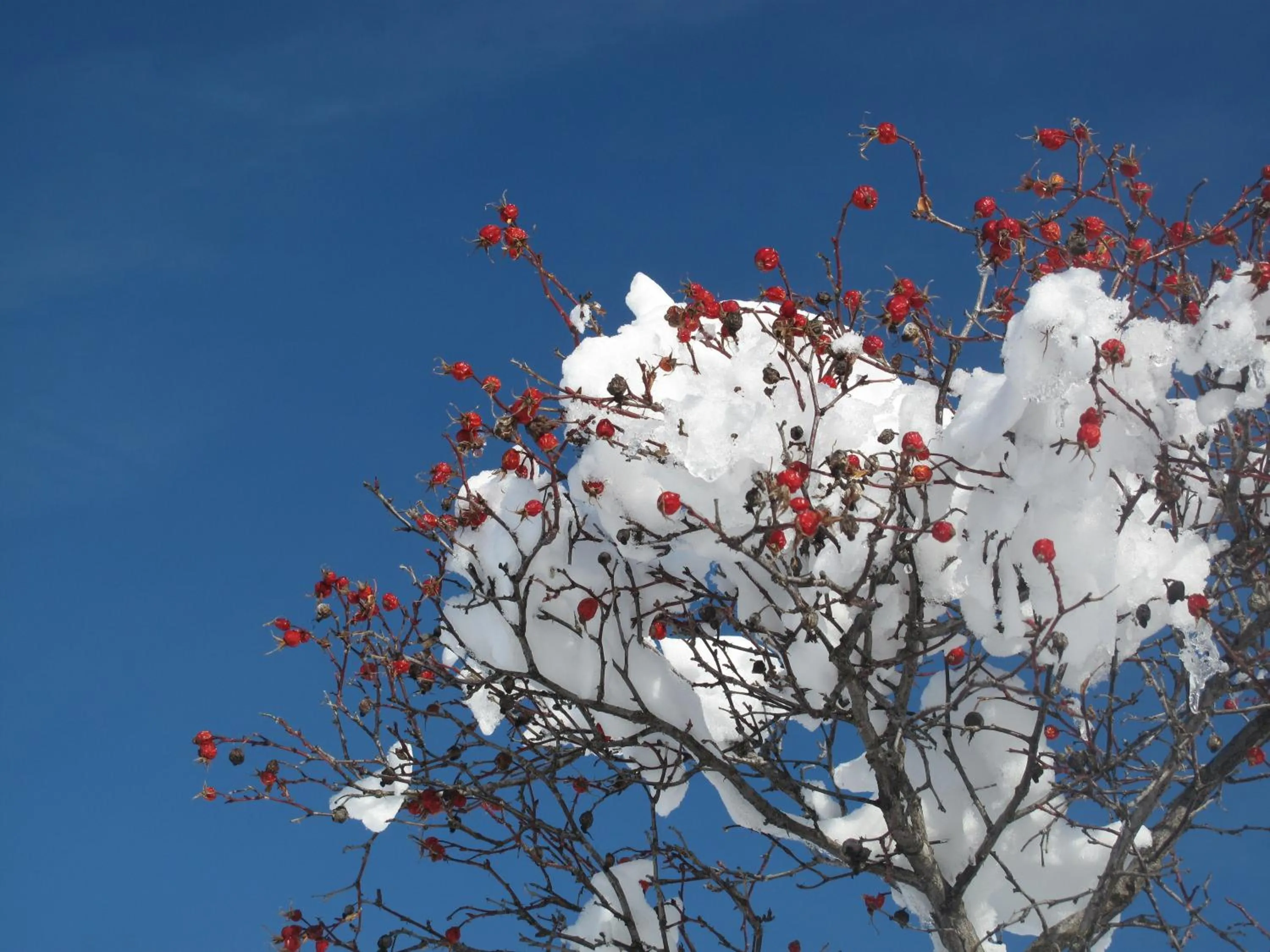 Garden in Der Zirmerhof