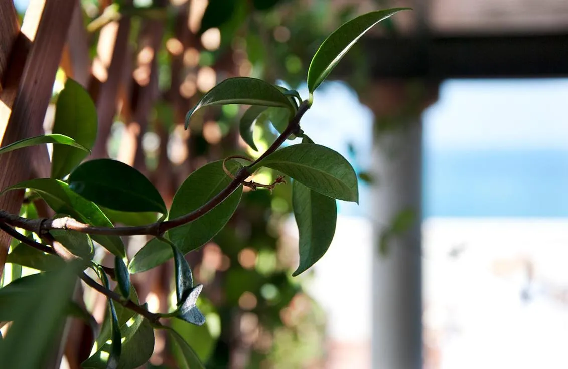 Decorative detail in Il Barone del Mare