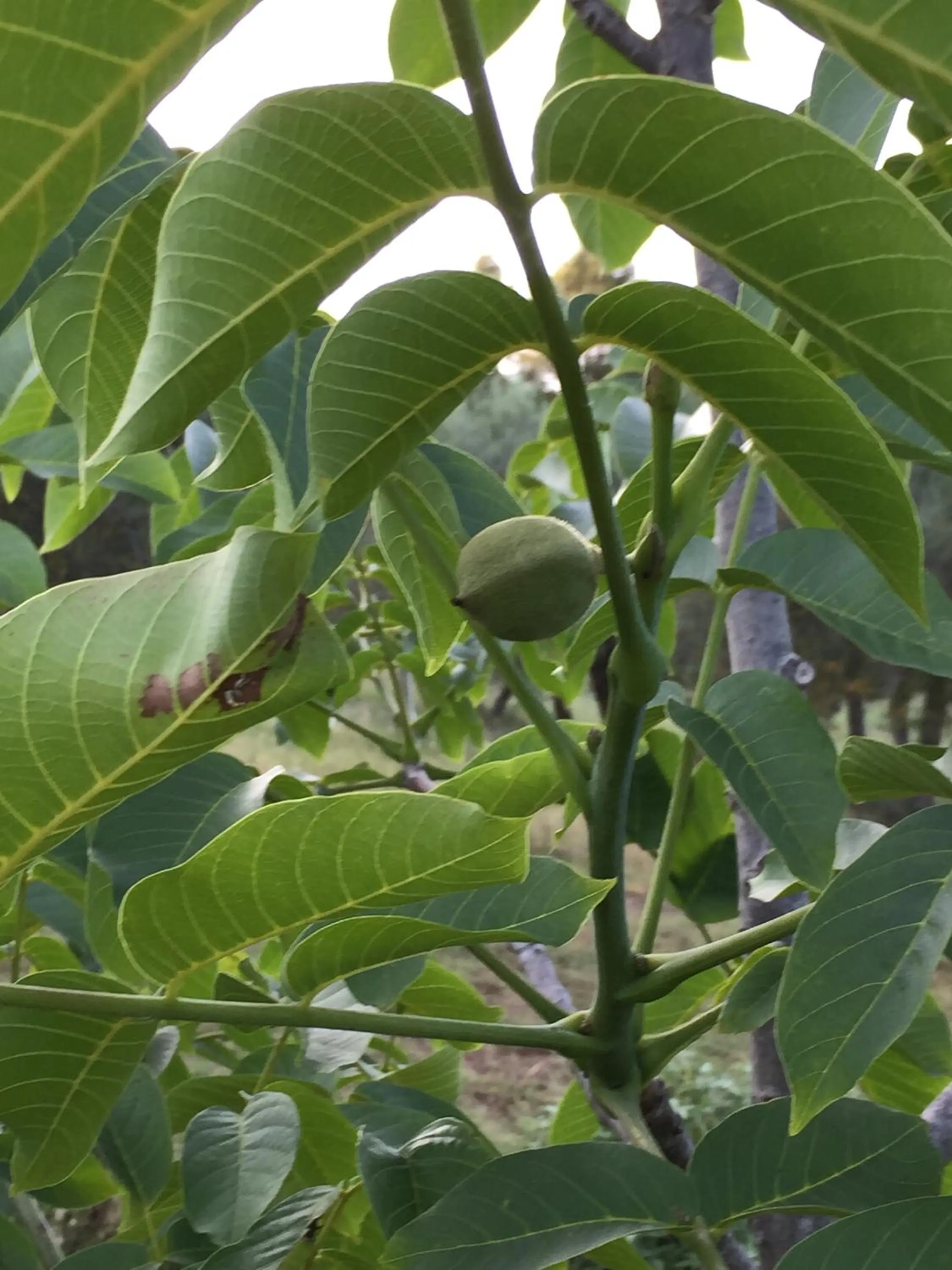 Garden in Azienda Agrituristica I Tre Casali
