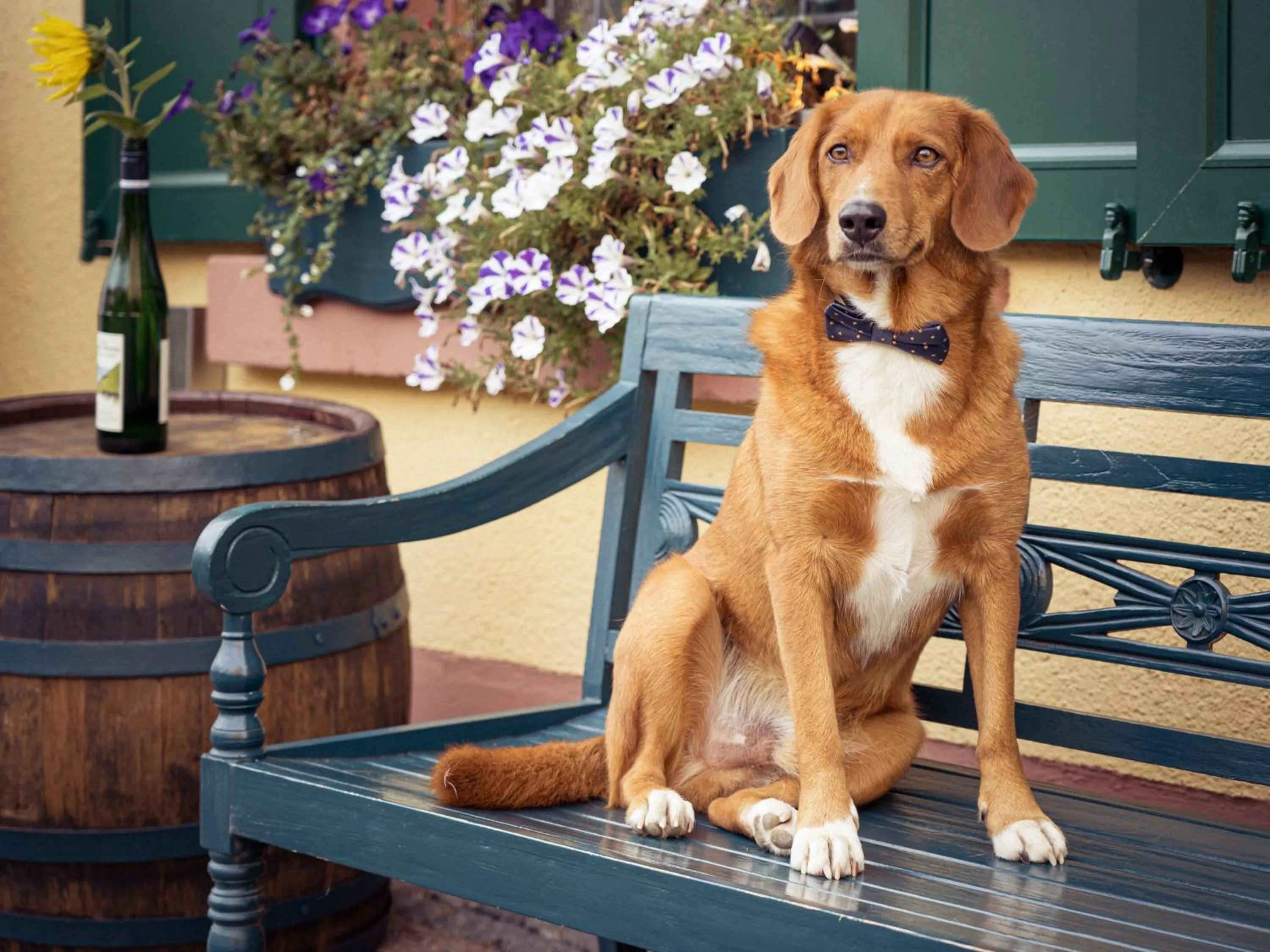 Pets in Weinhotel des Riesling Zum Grünen Kranz