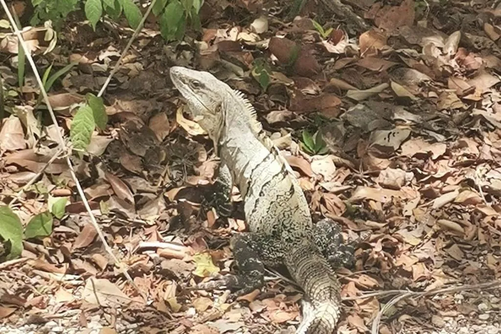 Agua & Selva luxury Jungle loft